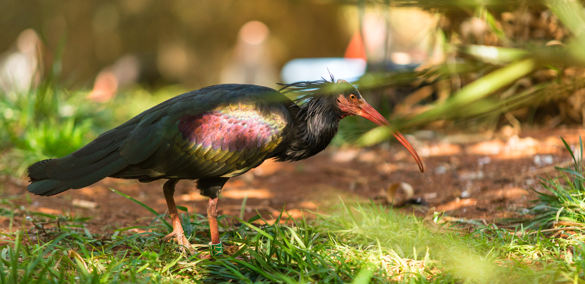 Sigma 70-200mm F2.8 EX DG Macro HSM II sample photo. Wild life in the zoo photography