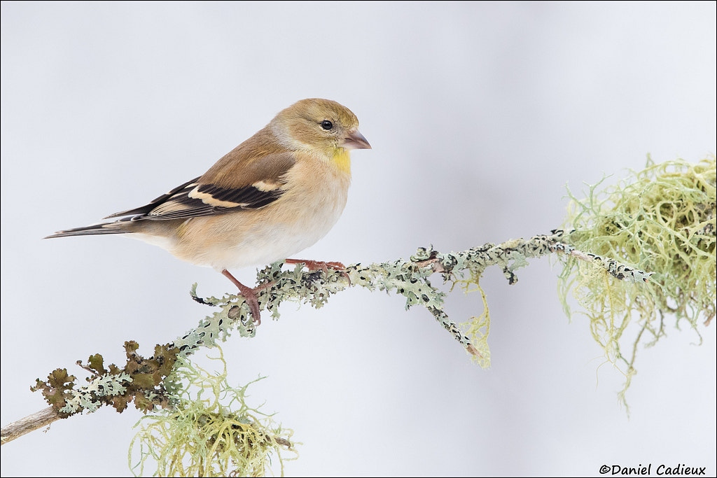 Canon EF 500mm F4L IS II USM sample photo. American goldfinch on lichen photography