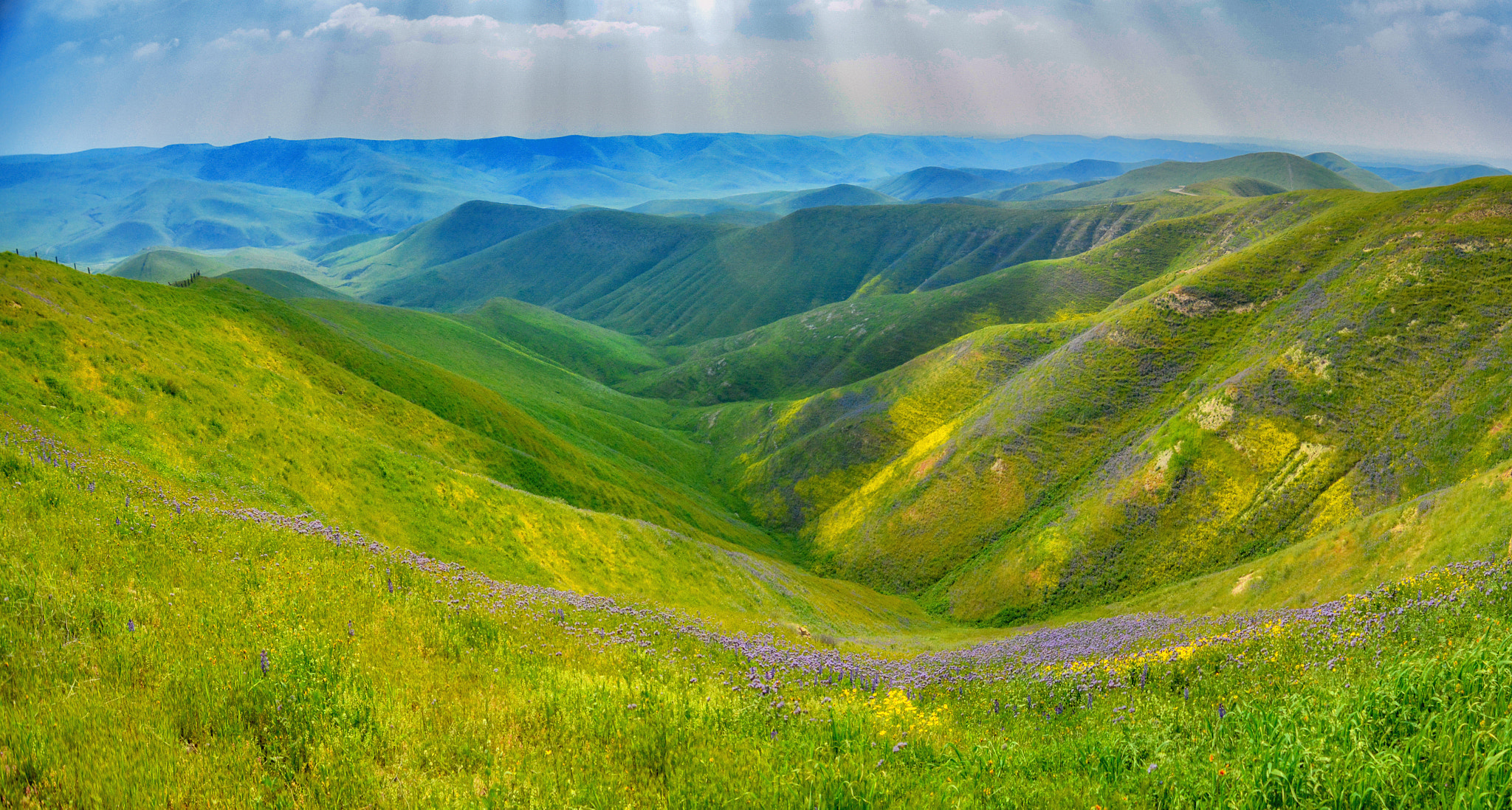 Tokina AT-X Pro 11-16mm F2.8 DX sample photo. Wildflowers photography