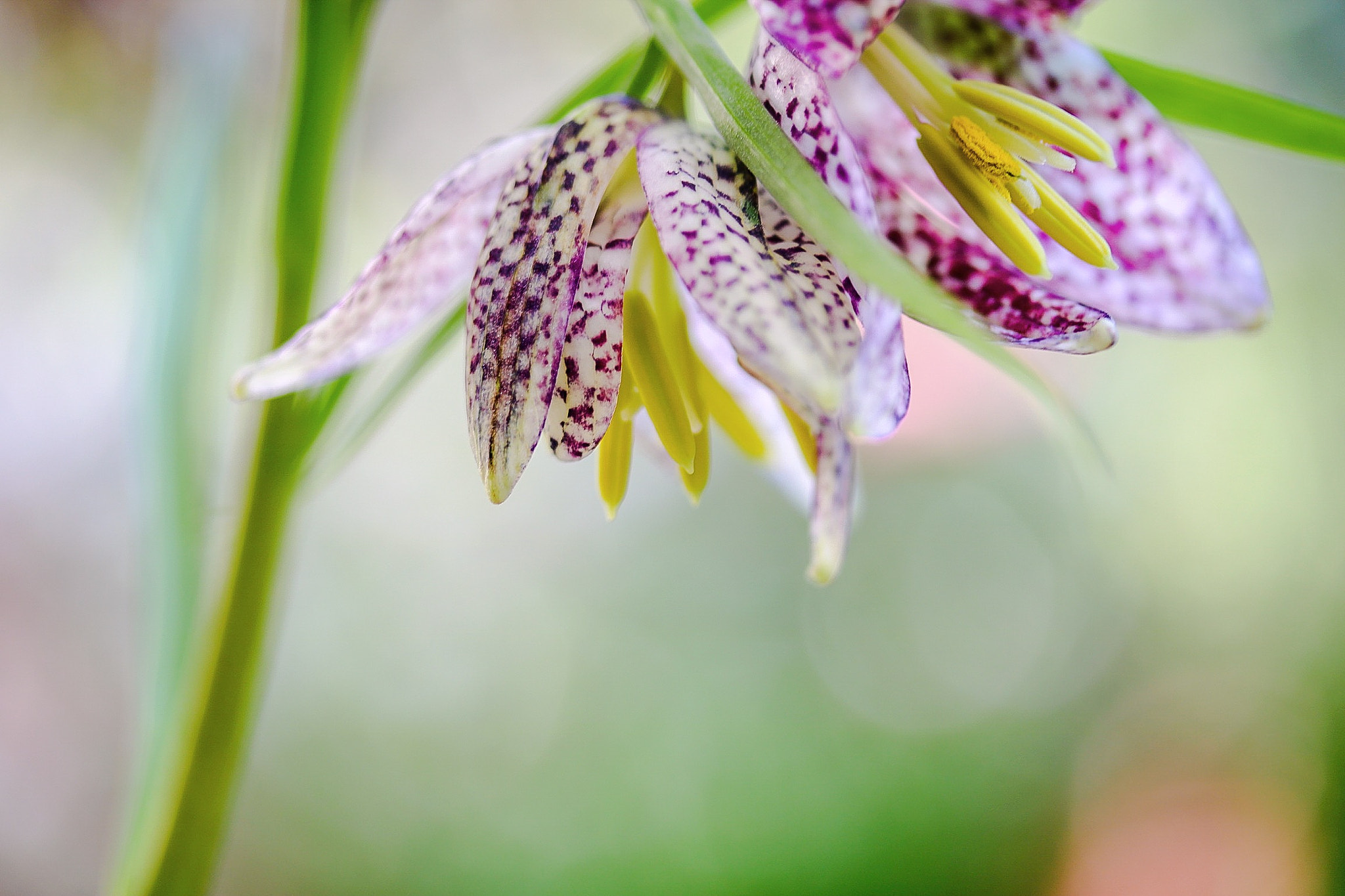 Canon EOS 760D (EOS Rebel T6s / EOS 8000D) + Canon EF-S 60mm F2.8 Macro USM sample photo. Two checkered blooming photography