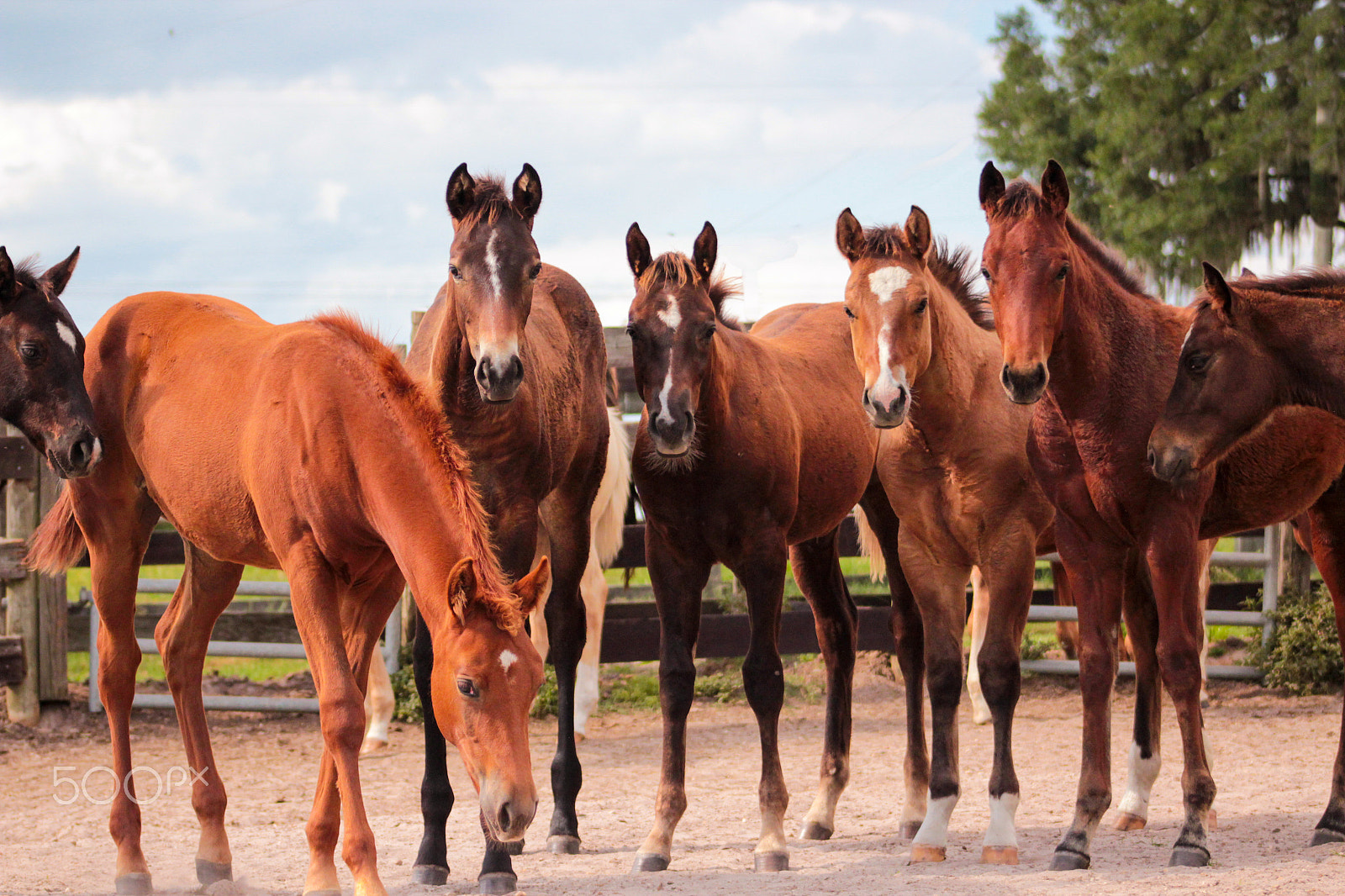 Canon EOS 600D (Rebel EOS T3i / EOS Kiss X5) + EF75-300mm f/4-5.6 sample photo. Quarter horse curious foals photography