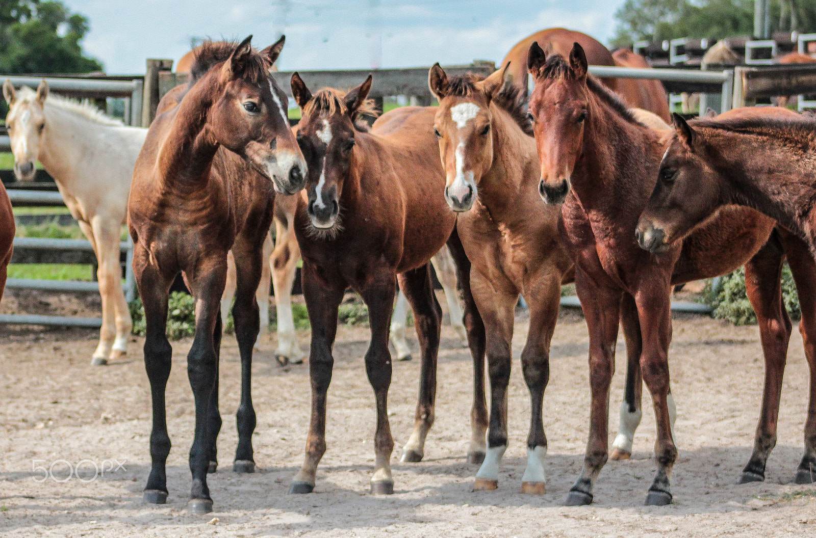Canon EOS 600D (Rebel EOS T3i / EOS Kiss X5) + EF75-300mm f/4-5.6 sample photo. Quarter horse unsure foals photography