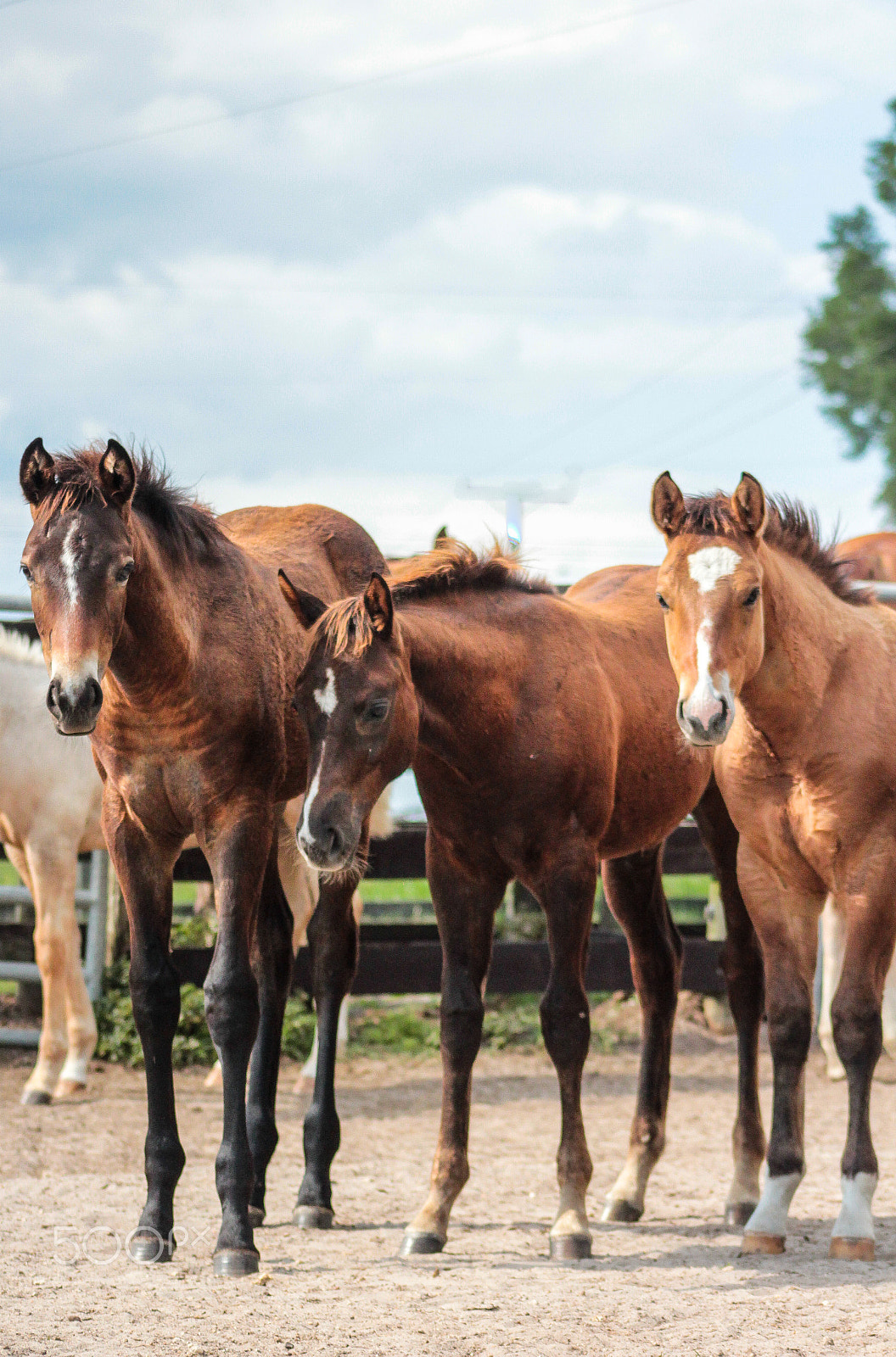 Canon EOS 600D (Rebel EOS T3i / EOS Kiss X5) + EF75-300mm f/4-5.6 sample photo. Quarter horse foal trio photography