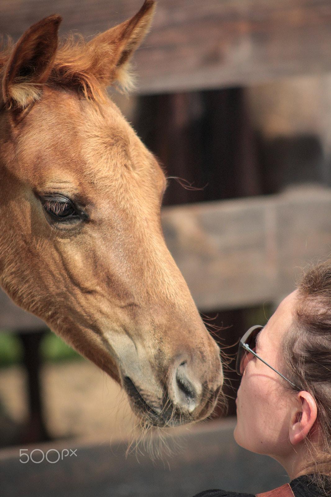 Canon EOS 600D (Rebel EOS T3i / EOS Kiss X5) + EF75-300mm f/4-5.6 sample photo. Staring contest photography