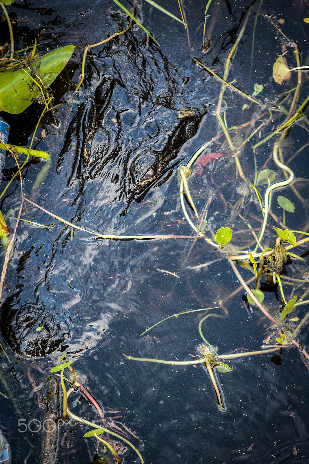 Canon EOS 600D (Rebel EOS T3i / EOS Kiss X5) + EF75-300mm f/4-5.6 sample photo. Gator surfacing photography