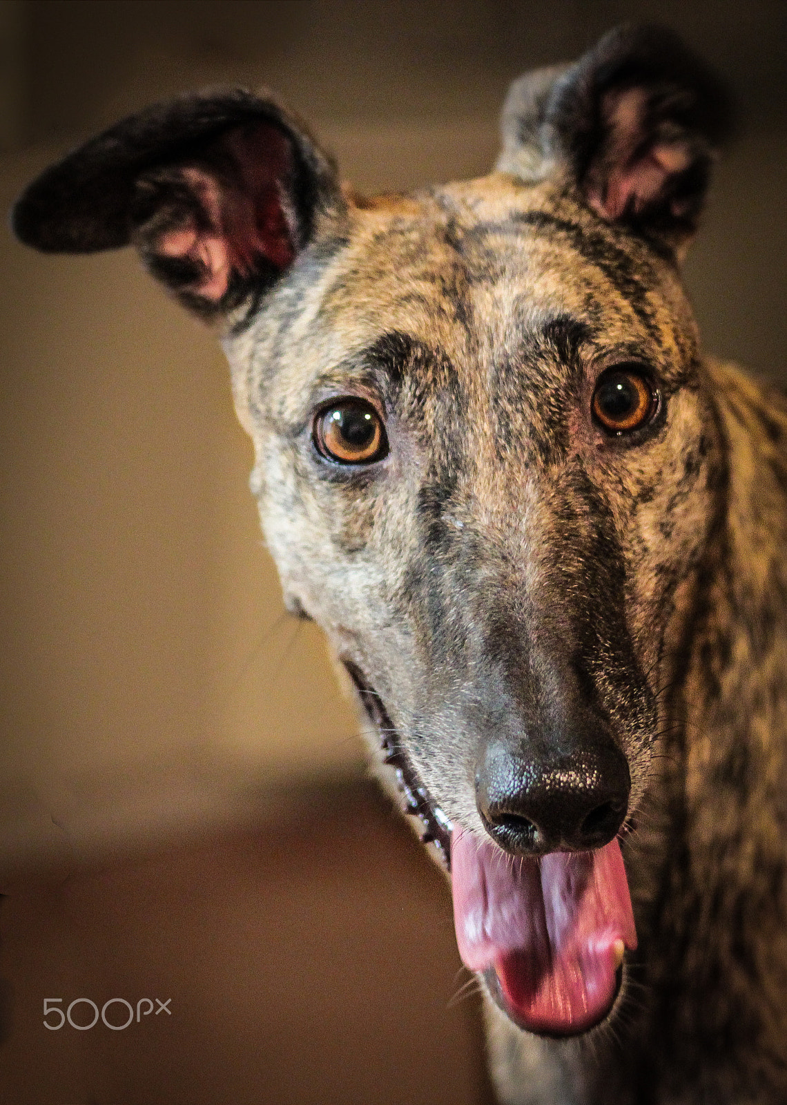 Canon EOS 600D (Rebel EOS T3i / EOS Kiss X5) + EF75-300mm f/4-5.6 sample photo. Happy greyhound photography