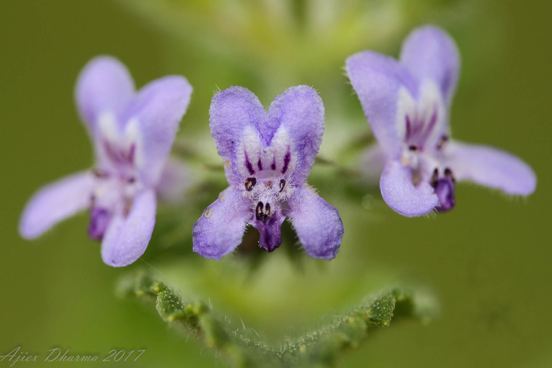Canon EF-S 60mm F2.8 Macro USM sample photo. Bat face flower  photography