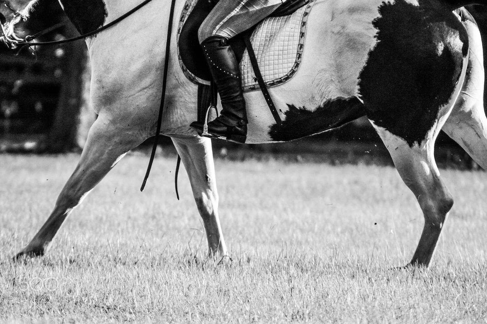 Canon EOS 600D (Rebel EOS T3i / EOS Kiss X5) + EF75-300mm f/4-5.6 sample photo. Spot the canter photography