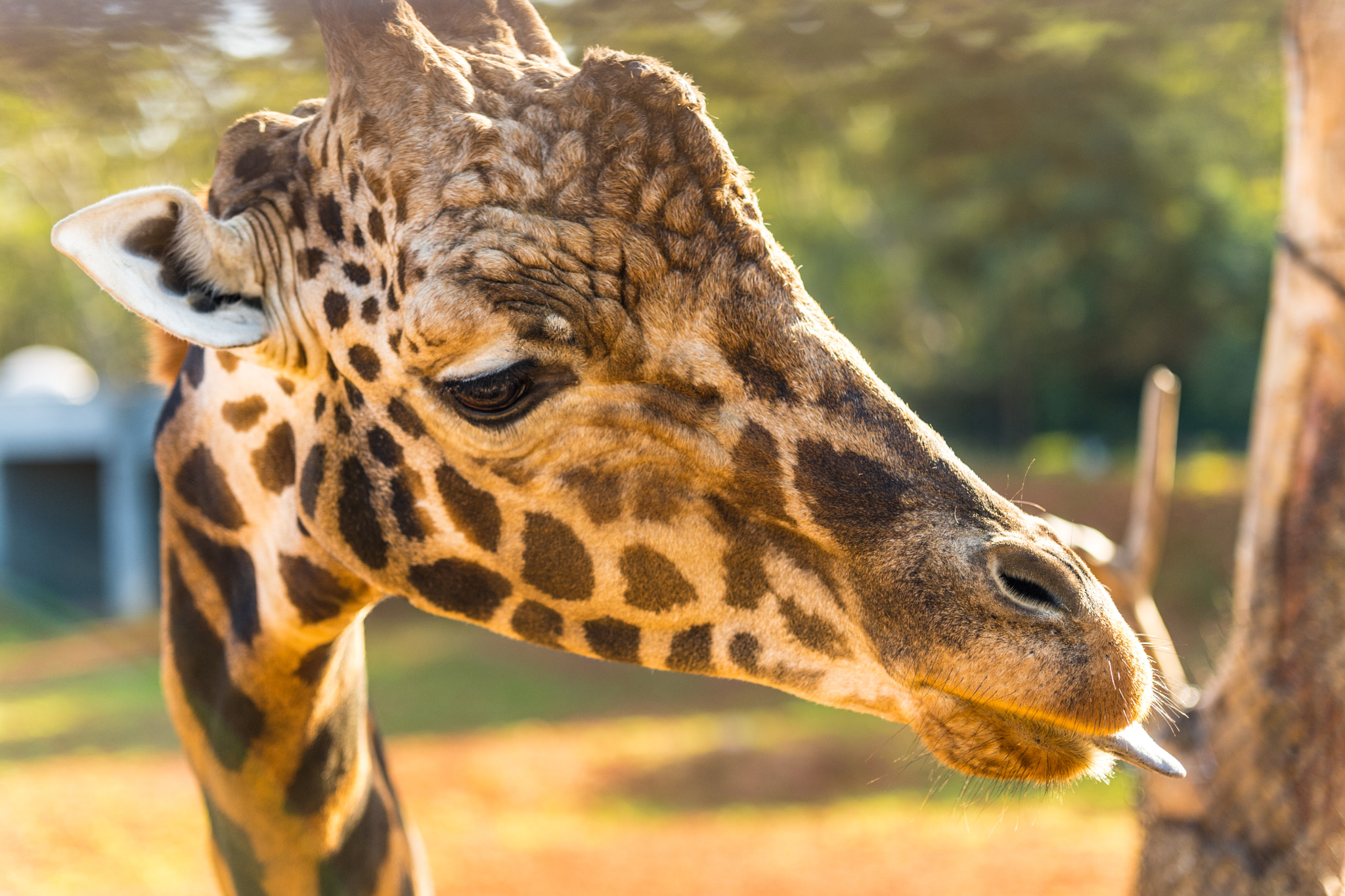Sigma 70-200mm F2.8 EX DG Macro HSM II sample photo. Wild life in the zoo photography