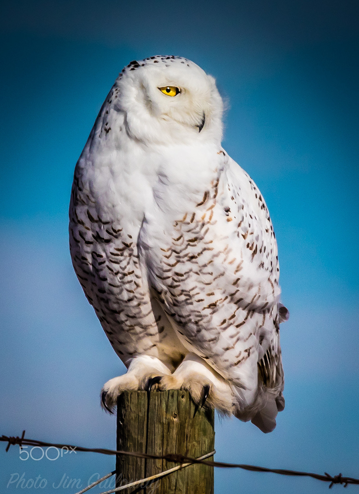 Canon EOS 80D + Canon EF 100-400mm F4.5-5.6L IS USM sample photo. Snowy owl photography