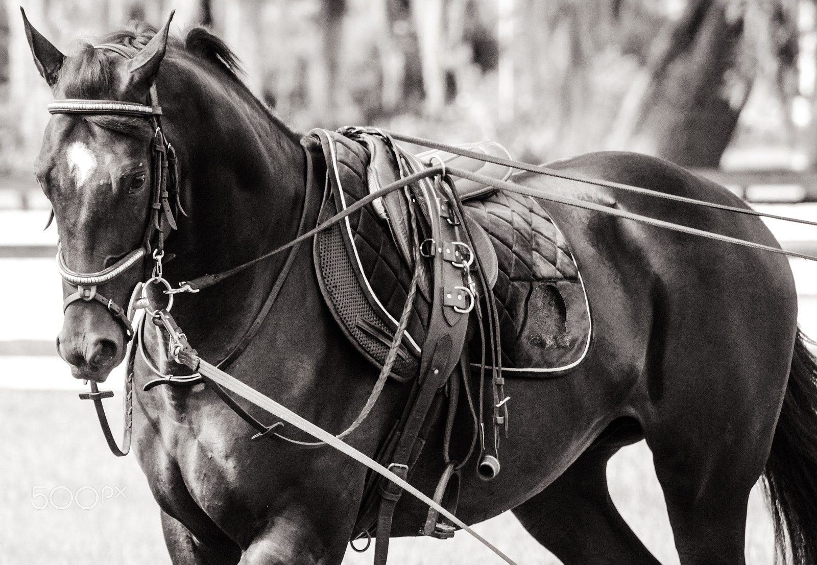Canon EOS 600D (Rebel EOS T3i / EOS Kiss X5) + EF75-300mm f/4-5.6 sample photo. Lunging the storm photography