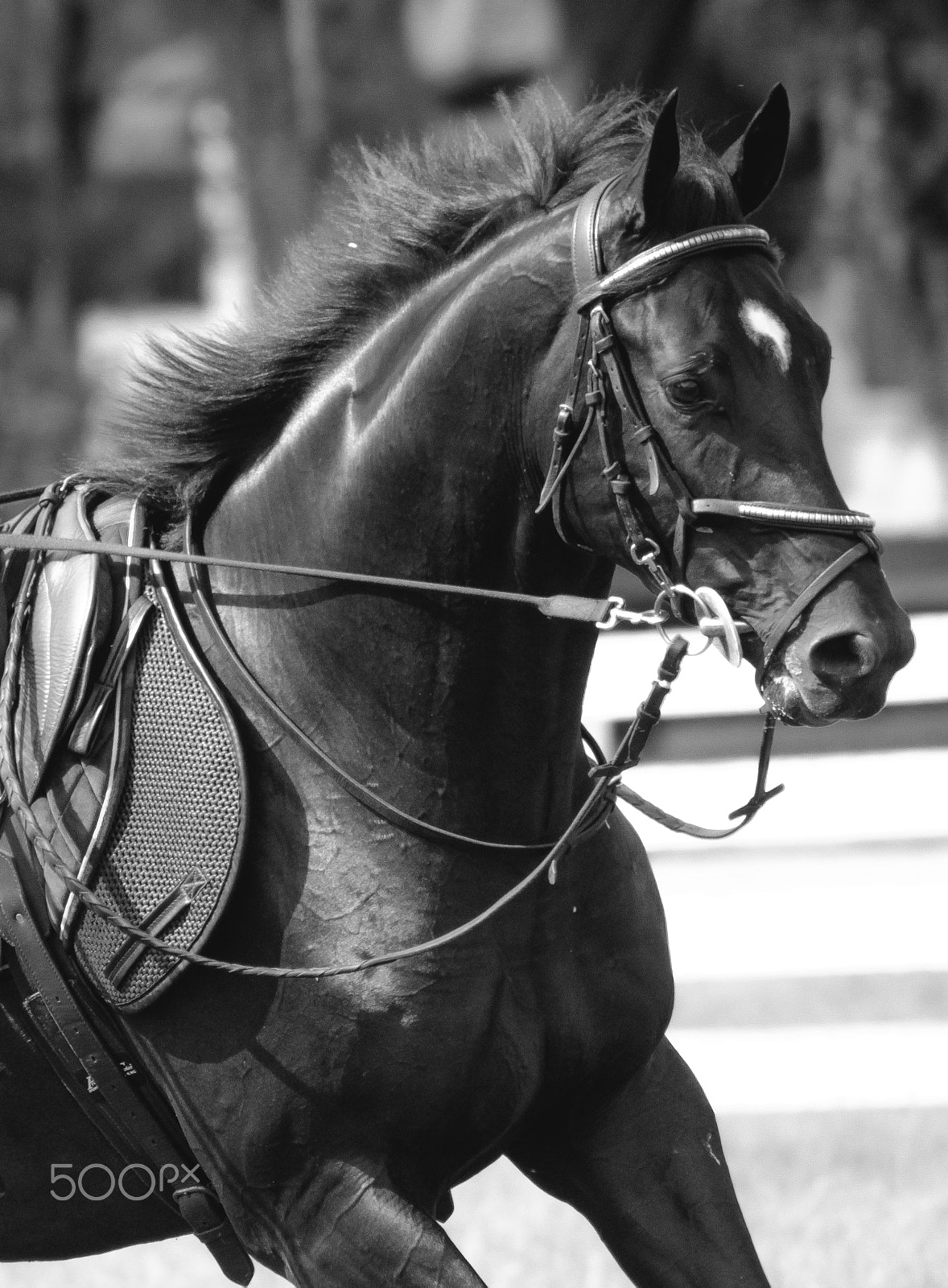 Canon EOS 600D (Rebel EOS T3i / EOS Kiss X5) + EF75-300mm f/4-5.6 sample photo. Stallion photography