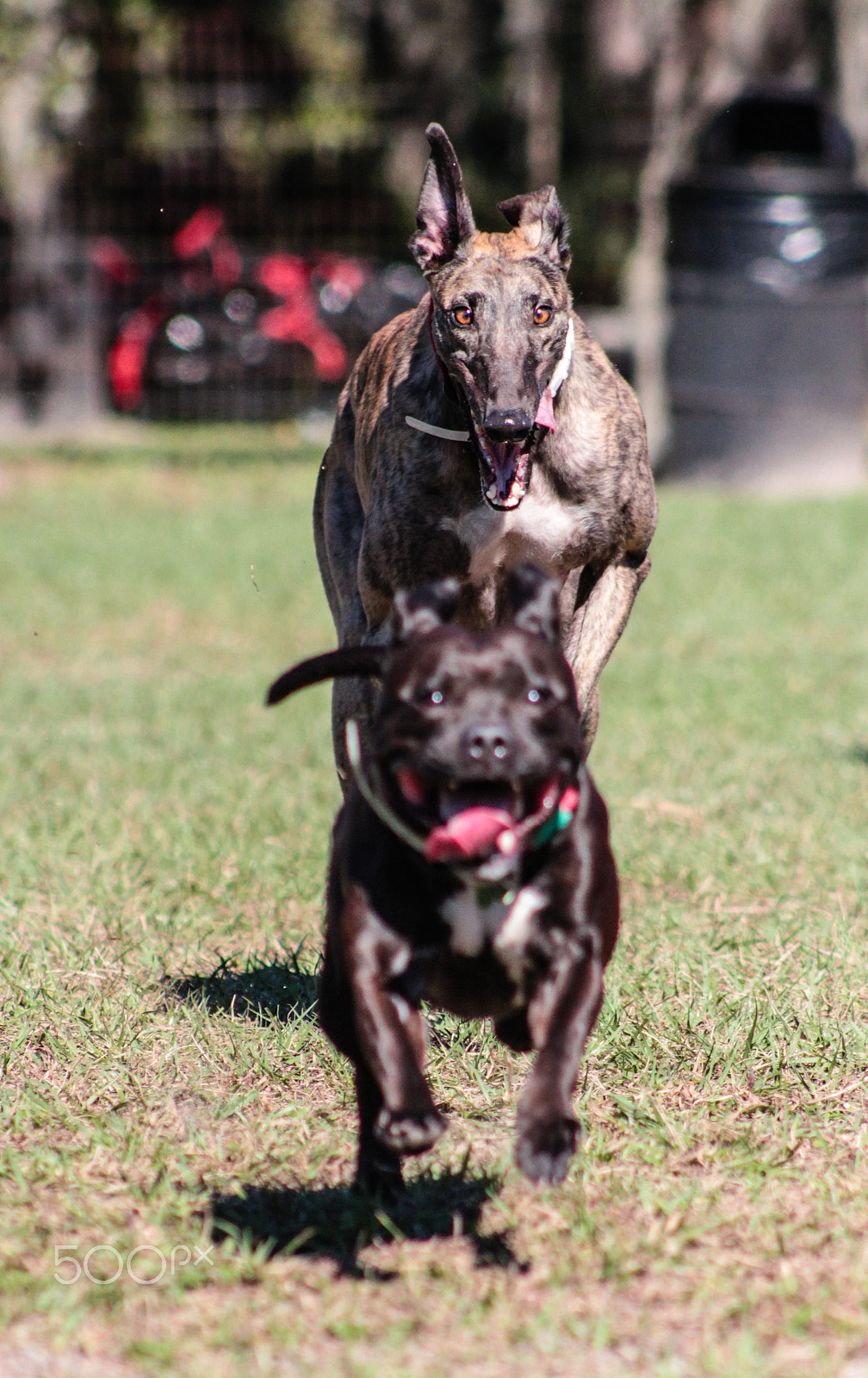 Canon EOS 600D (Rebel EOS T3i / EOS Kiss X5) + EF75-300mm f/4-5.6 sample photo. Puppy chase photography
