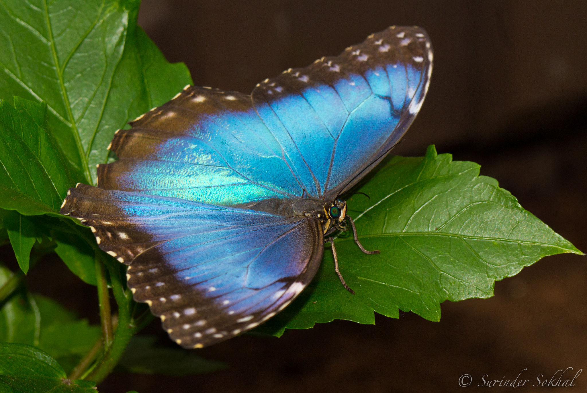 Canon EF 100mm F2.8 Macro USM sample photo. Blue morpho photography