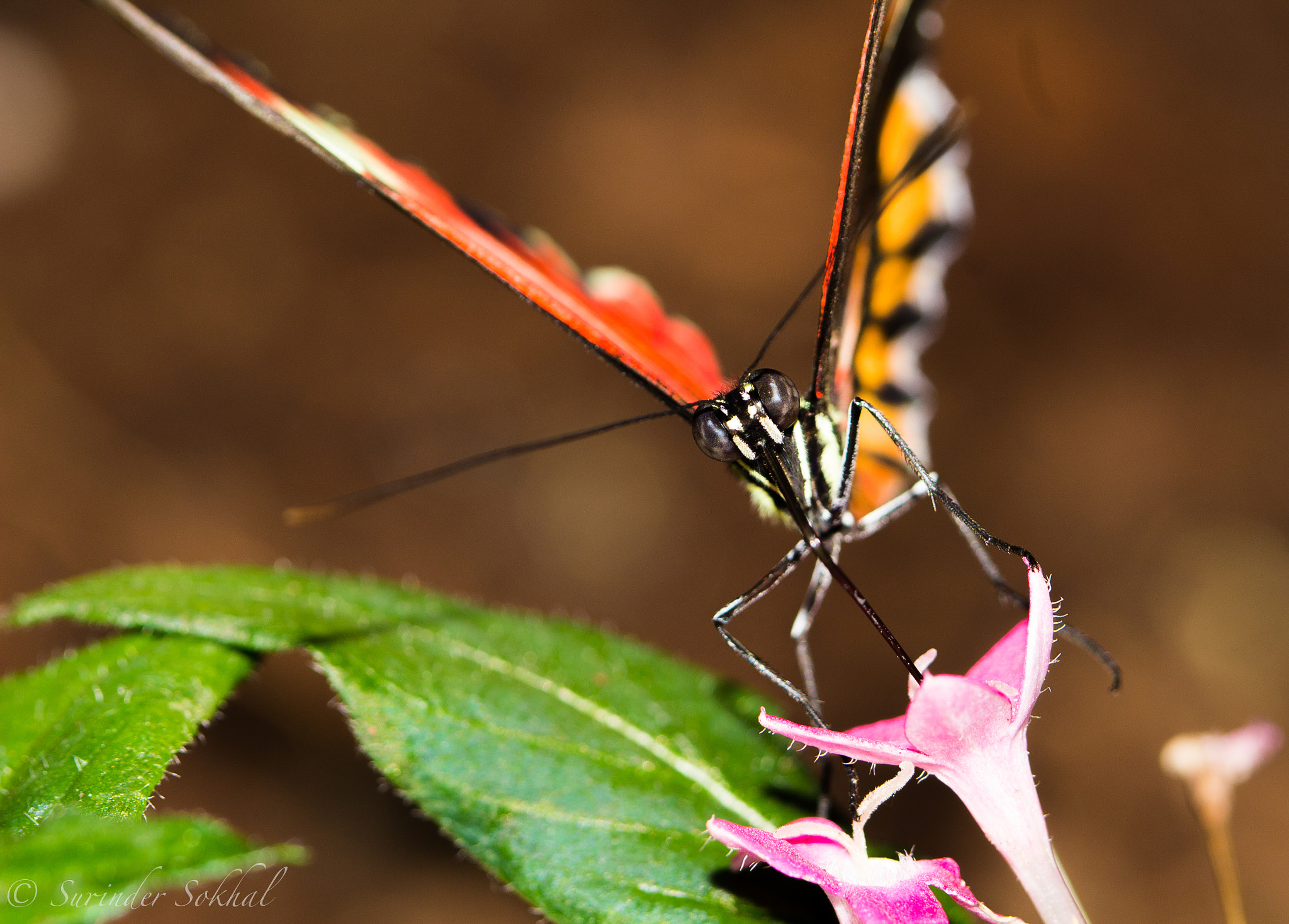 Canon EF 100mm F2.8 Macro USM sample photo. Hecale photography