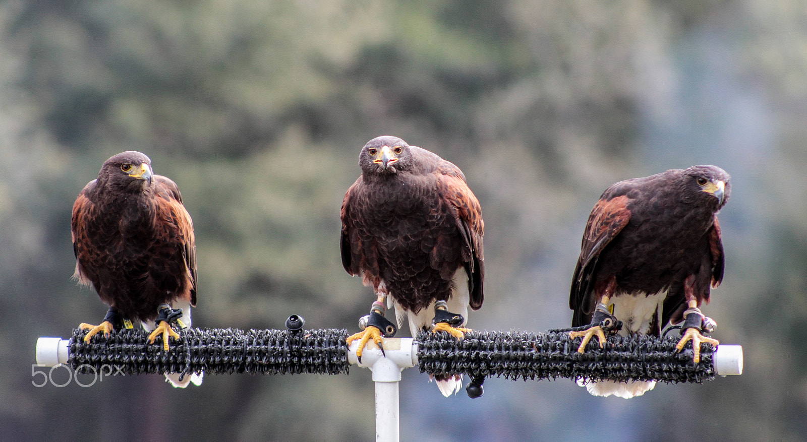 Canon EOS 600D (Rebel EOS T3i / EOS Kiss X5) + EF75-300mm f/4-5.6 sample photo. Deadly trio photography