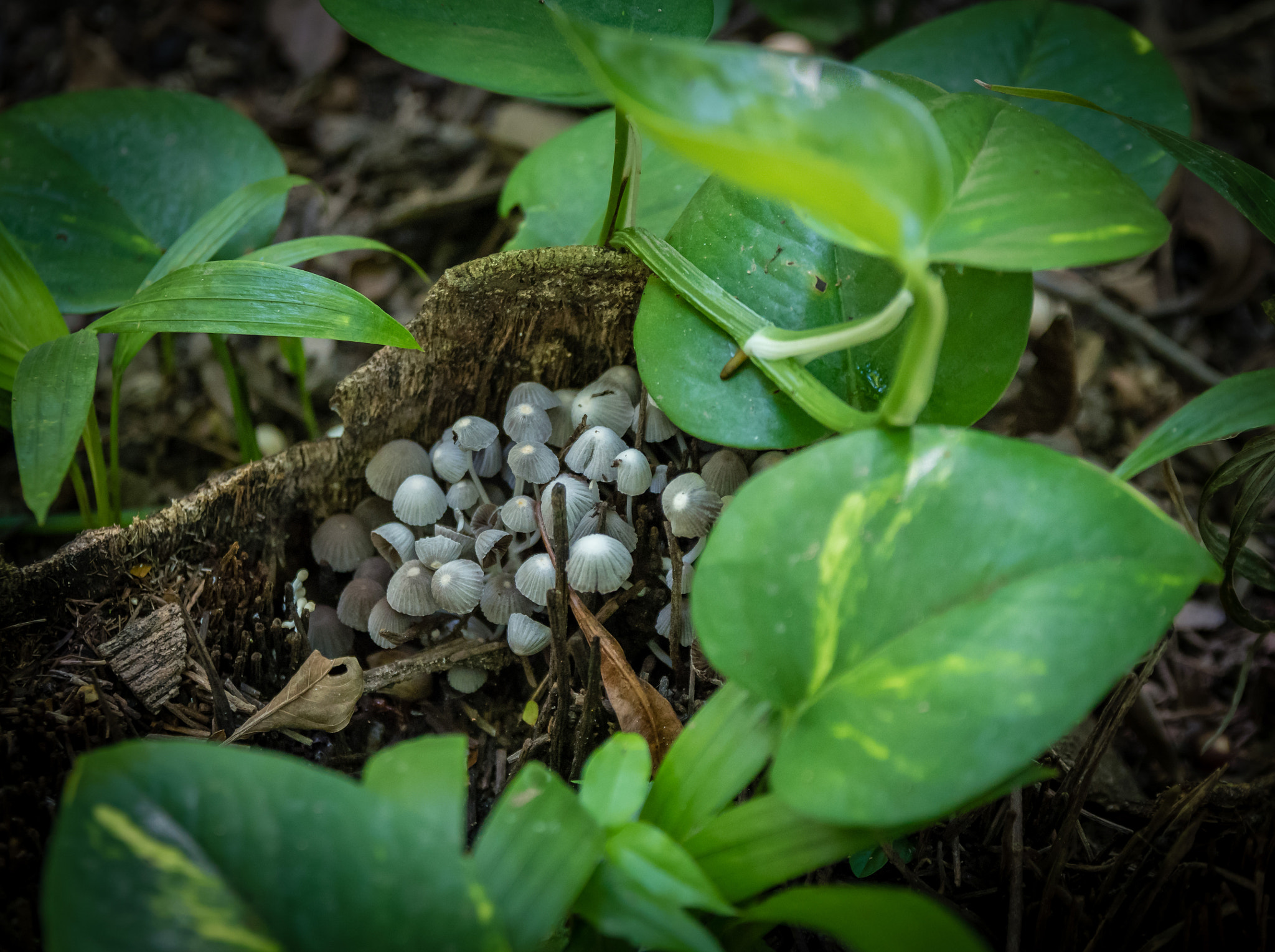 Sigma 17-50mm F2.8 EX DC OS HSM sample photo. Life anyware photography
