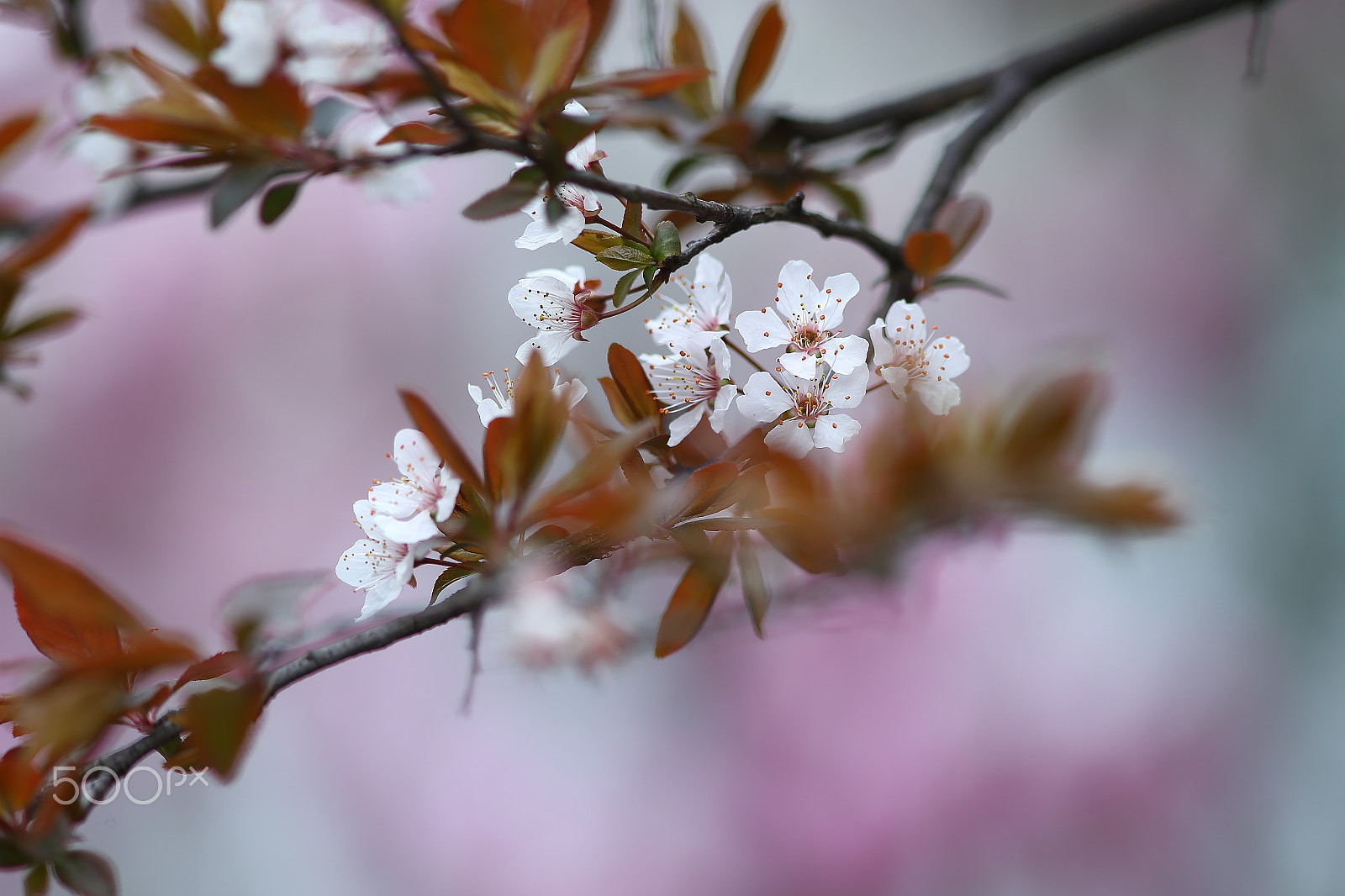 Canon EF 300mm F4L IS USM sample photo. 李花 photography