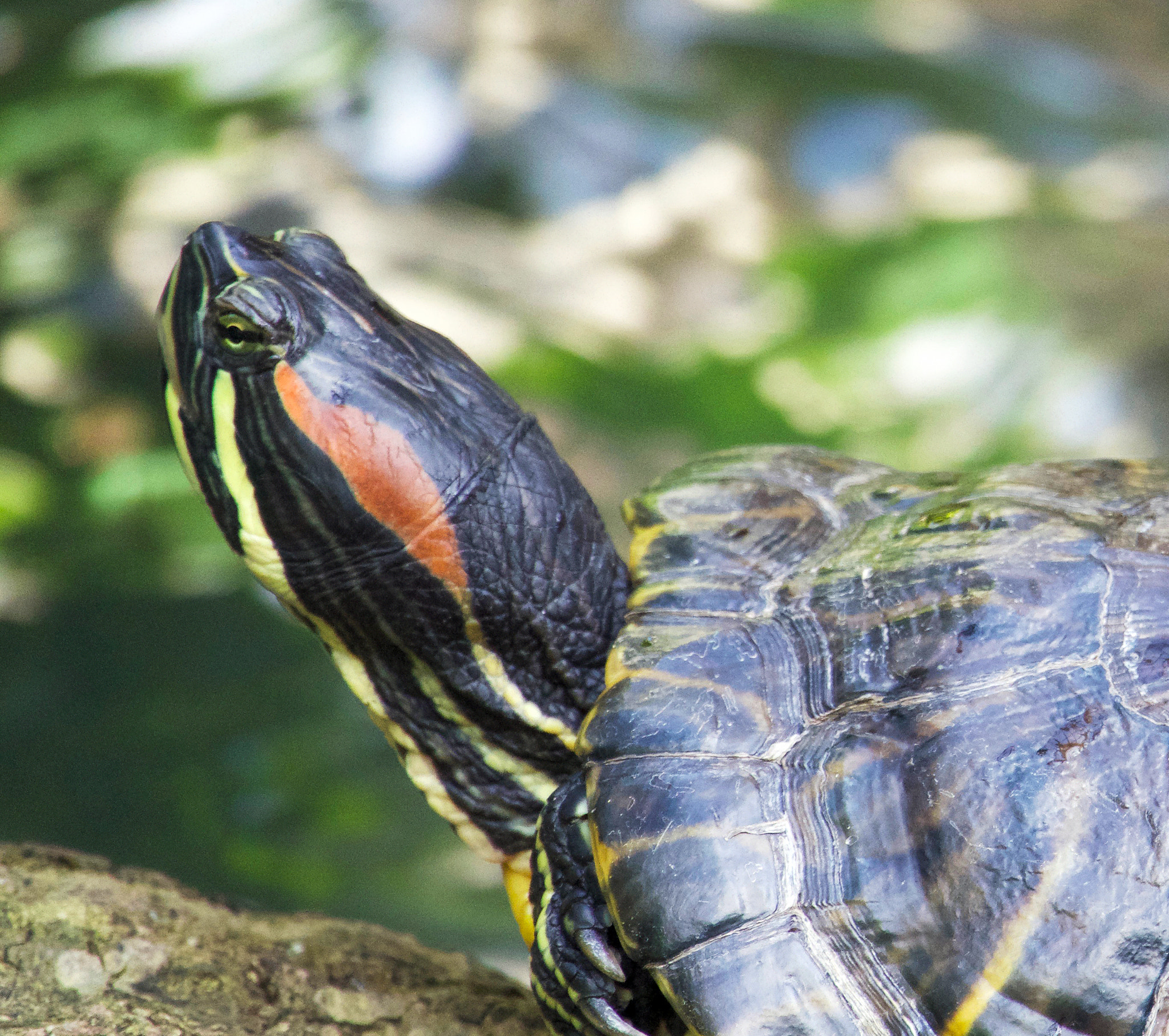 Sony Cyber-shot DSC-RX10 III sample photo. Turtle photography