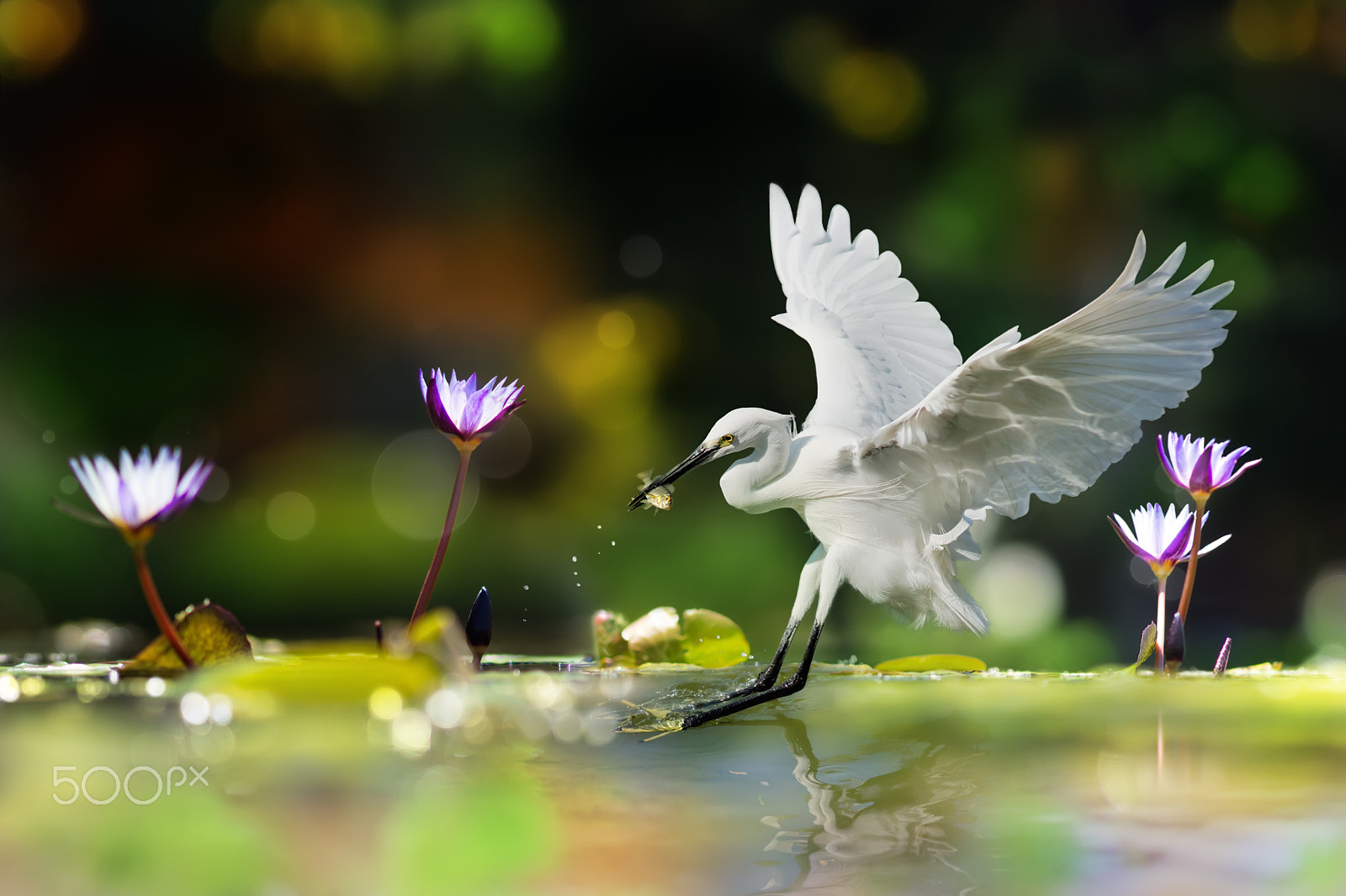 Sony Sonnar T* 135mm F1.8 ZA sample photo. ～ little egret catch fish ～ photography