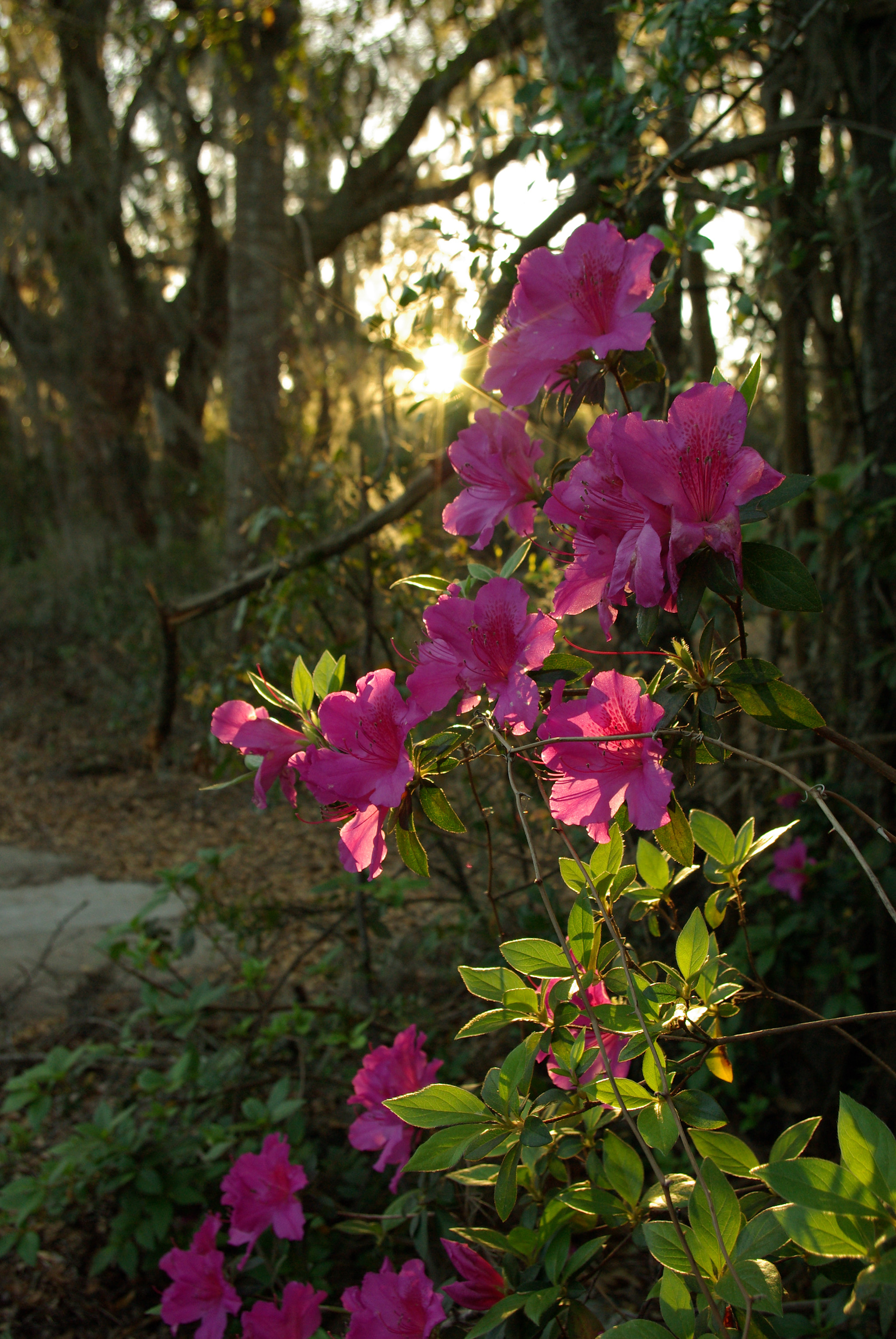 Pentax K10D sample photo. Floral photography