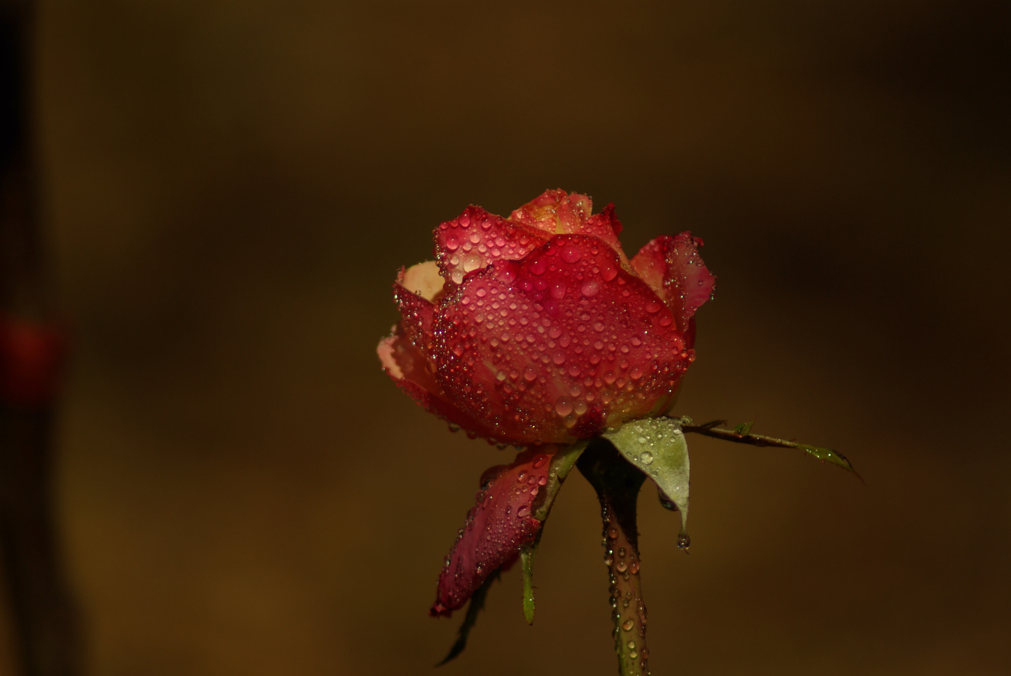 Pentax K10D sample photo. Floral photography