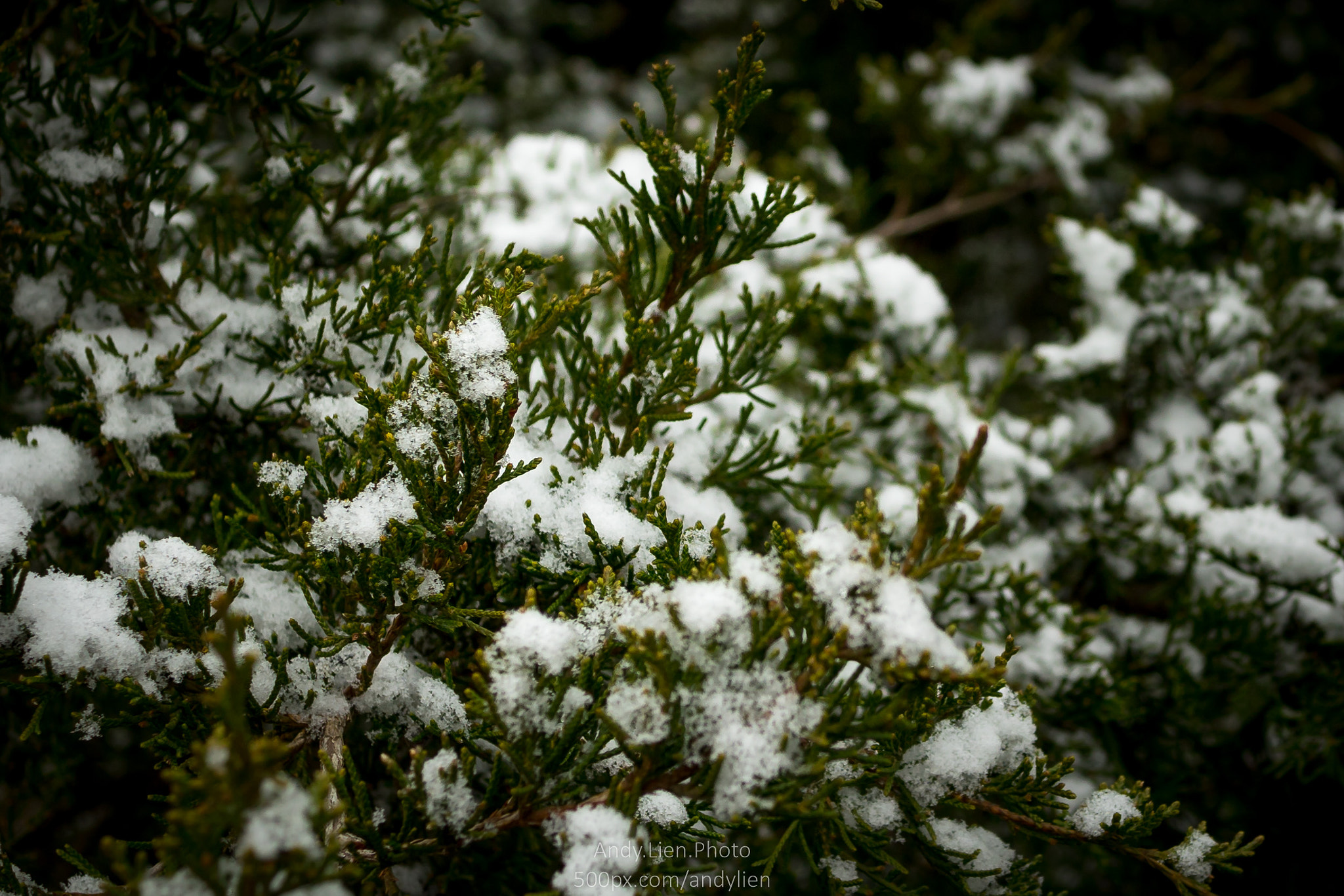 Sony a6500 sample photo. Fresh snow photography