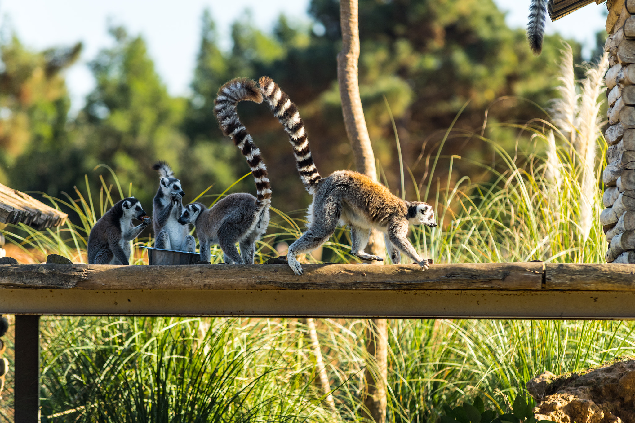 Nikon D5 + Sigma 70-200mm F2.8 EX DG Macro HSM II sample photo. Wild life in the zoo photography