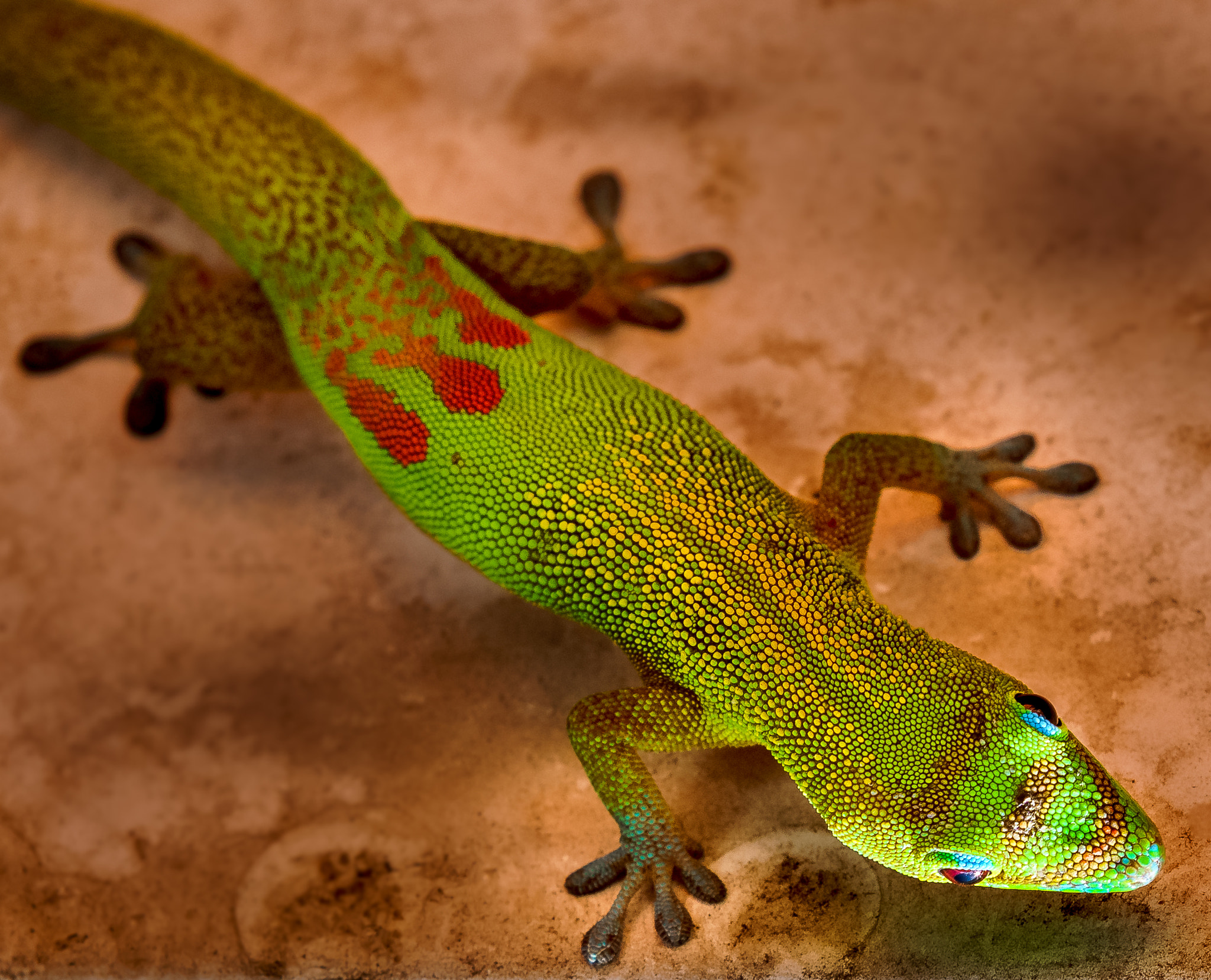 Canon EF 70-200mm F2.8L IS II USM sample photo. Phelsuma laticauda laticauda photography