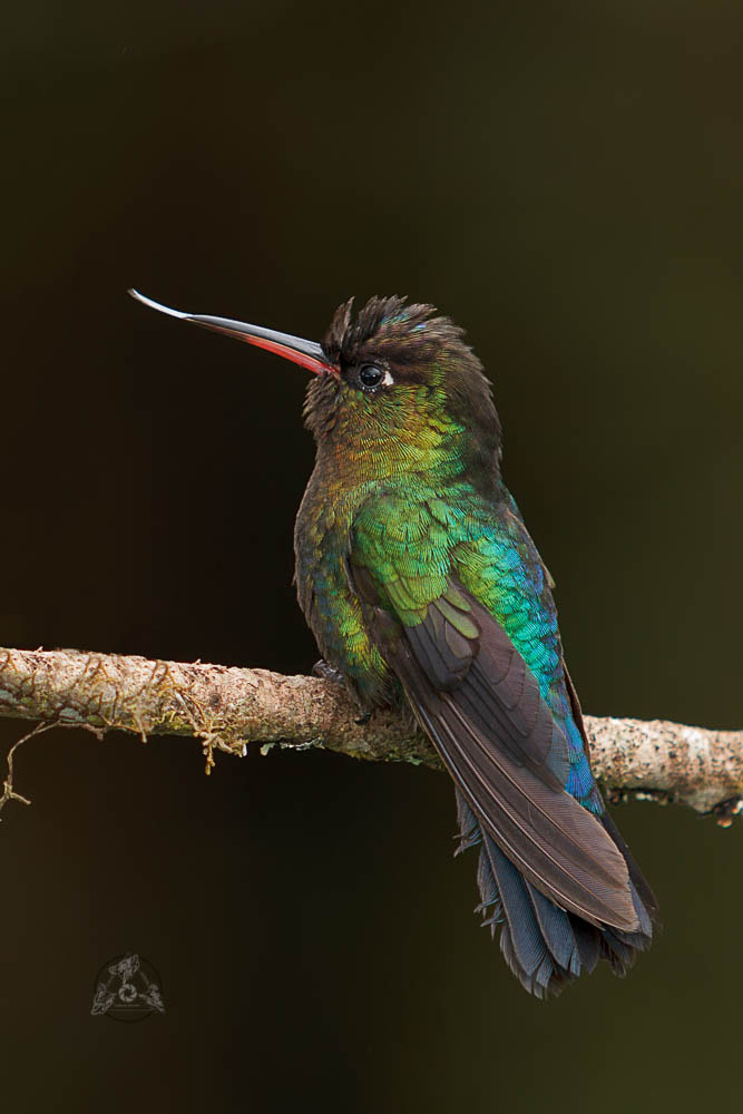 Canon EF 70-200mm F2.8L USM sample photo. Panterpe insignis / fiery-throated hummingbird photography