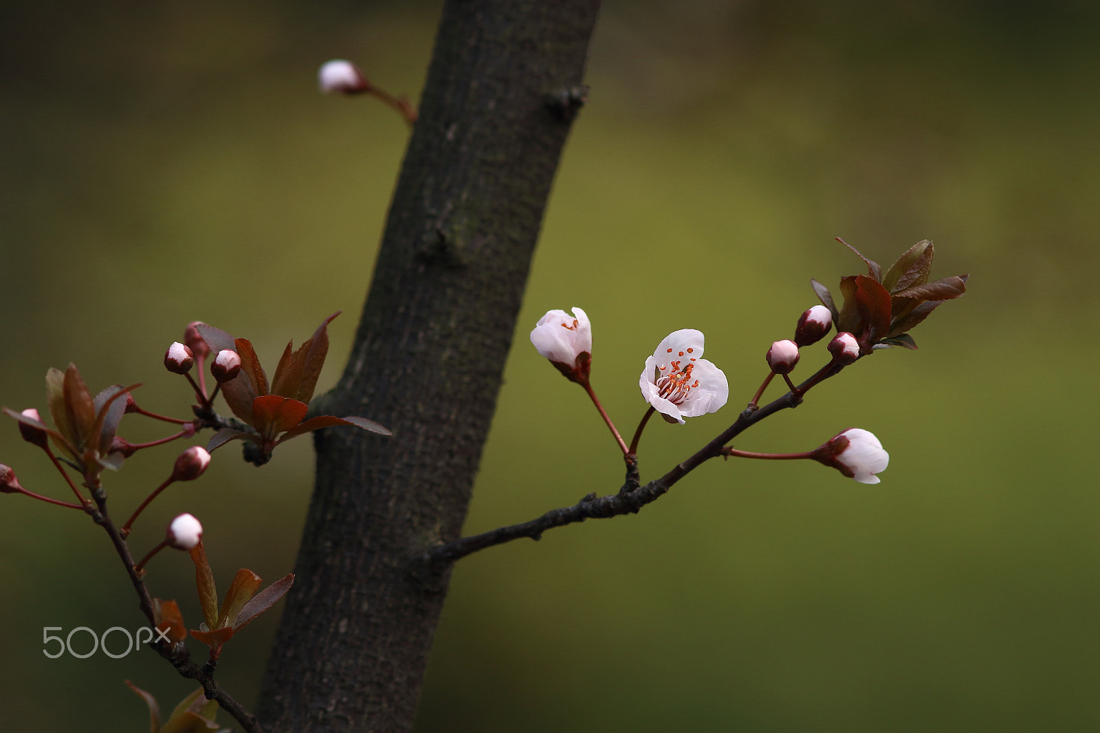 Canon EF 300mm F4L IS USM sample photo. 李花 photography