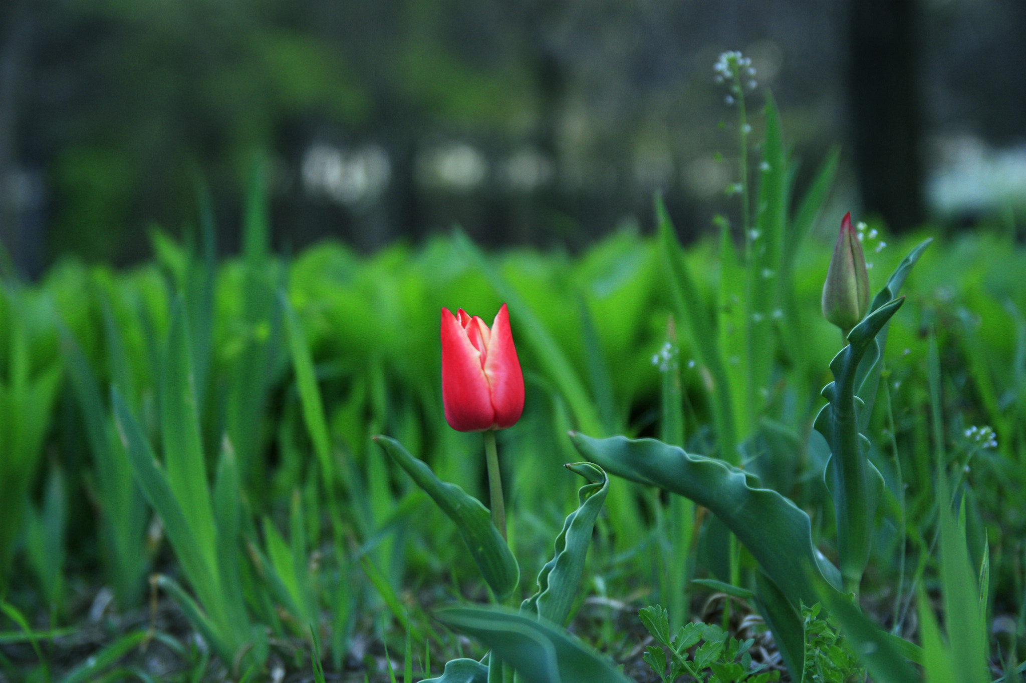 Canon EF-S 17-55mm F2.8 IS USM sample photo. Flower photography