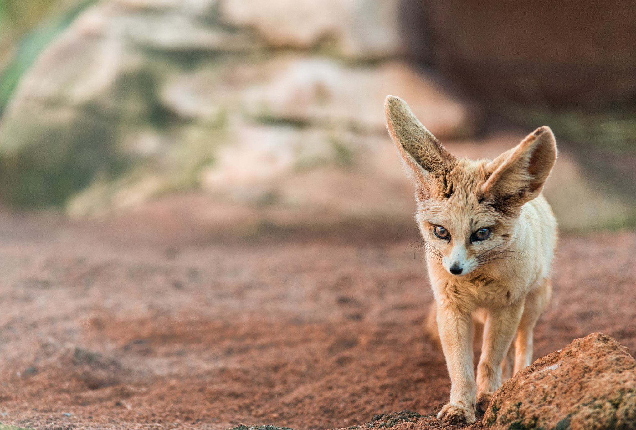 Nikon D5 + Sigma 70-200mm F2.8 EX DG Macro HSM II sample photo. Wild life in the zoo photography