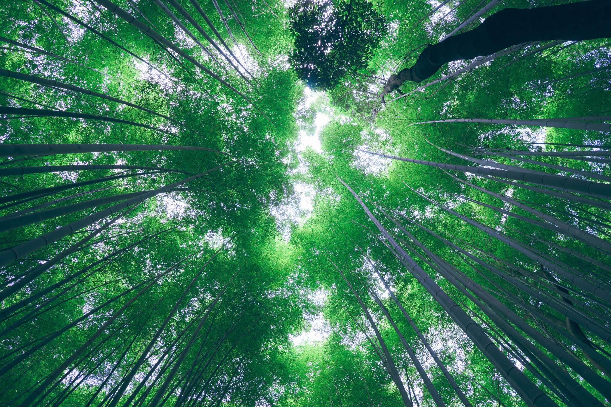 Sony a7 + FE 21mm F2.8 sample photo. Bamboo grove, kyoto, japan photography