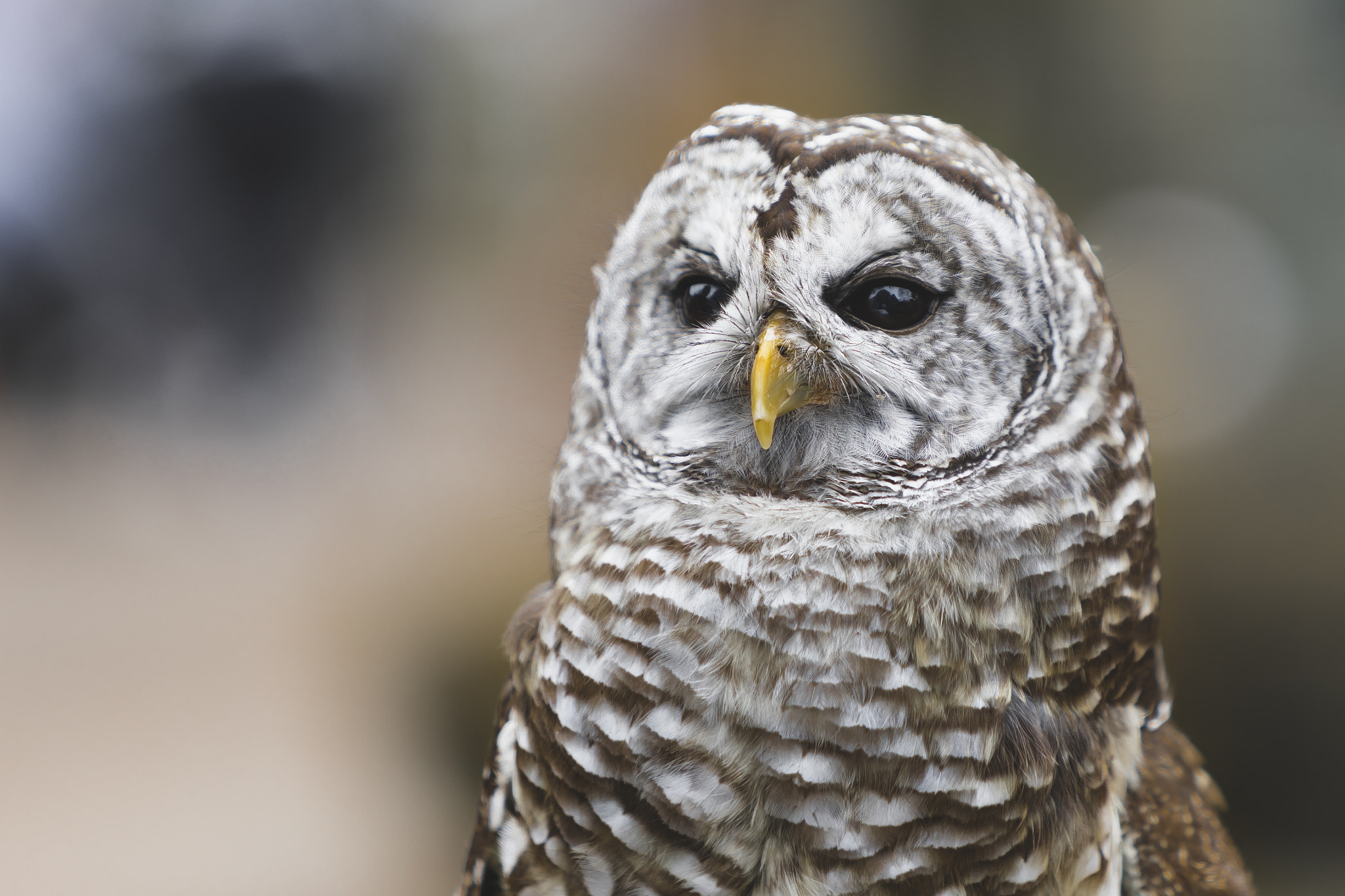 Canon EF 70-200mm F2.8L IS USM sample photo. Juvenile barred owl photography