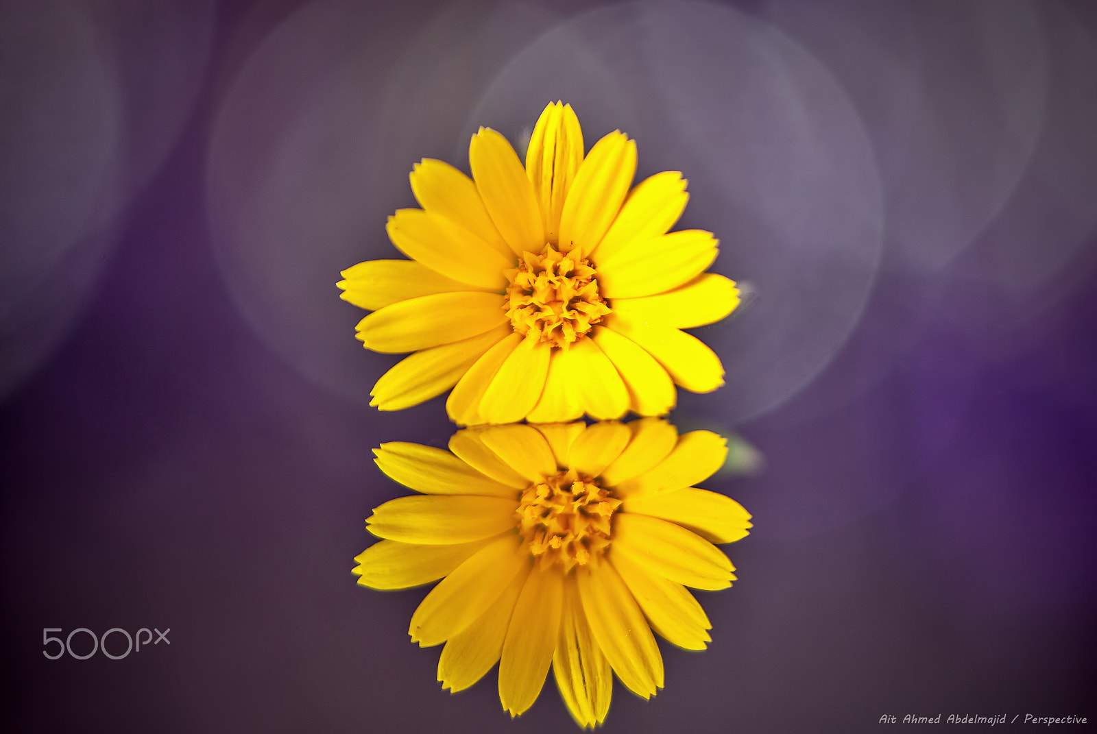 Nikon D200 sample photo. Yellow...!! photography