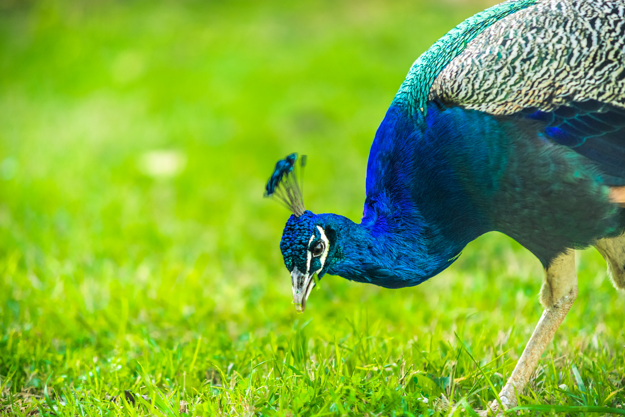 Sigma 70-200mm F2.8 EX DG Macro HSM II sample photo. Wild life in the zoo photography