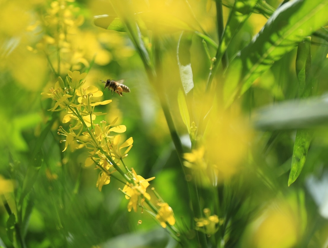 Canon EF 24-70mm F2.8L II USM sample photo