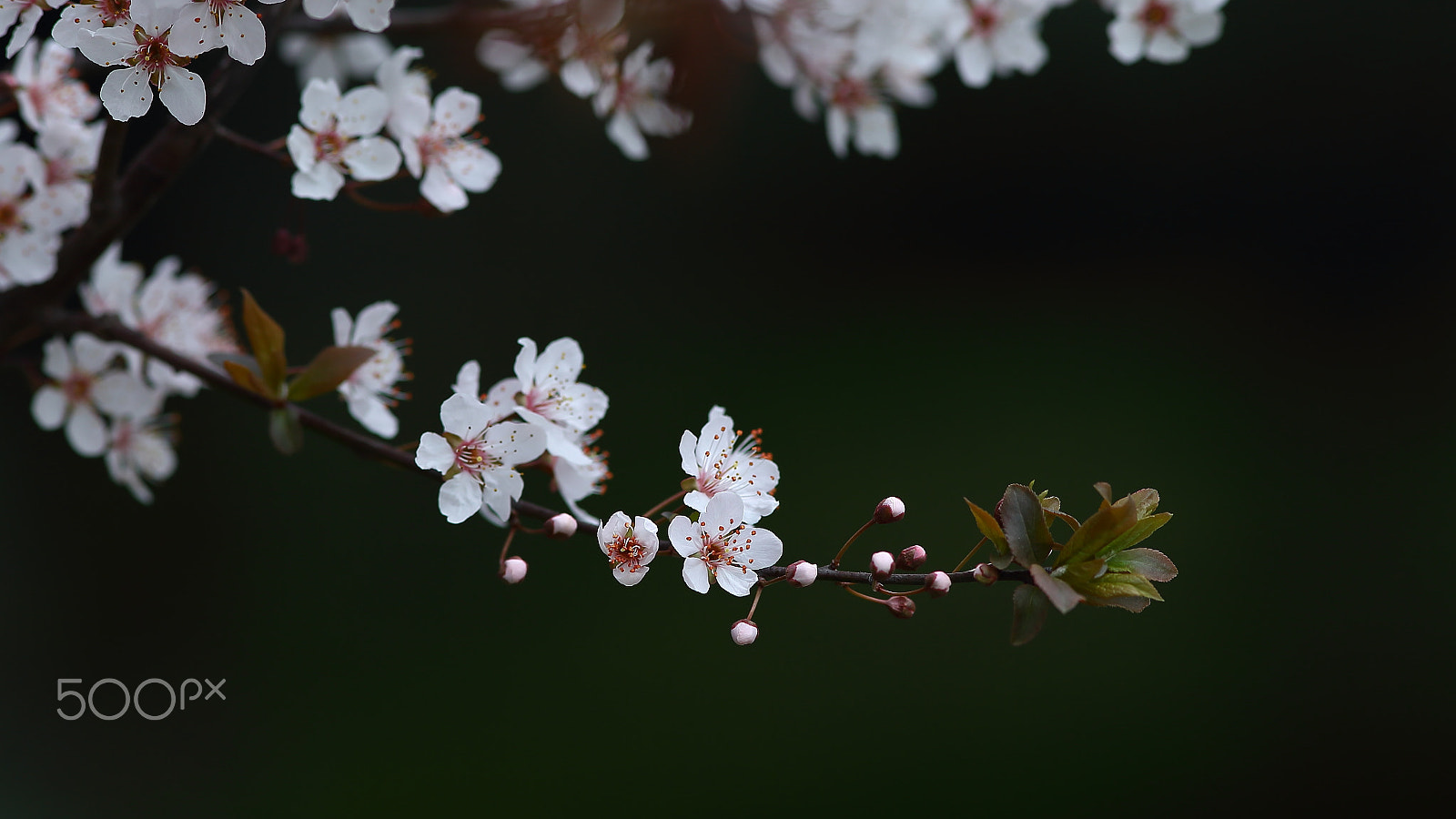 Canon EF 300mm F4L IS USM sample photo. 李花 photography