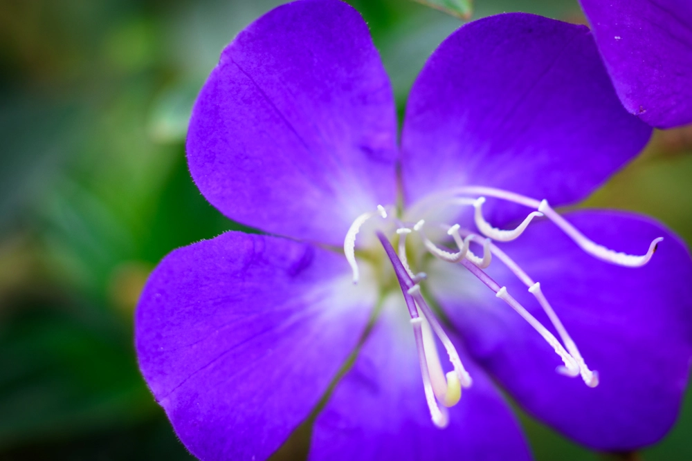 Nikon D810 + ZEISS Milvus 50mm F2 Macro sample photo. 花蕊 photography