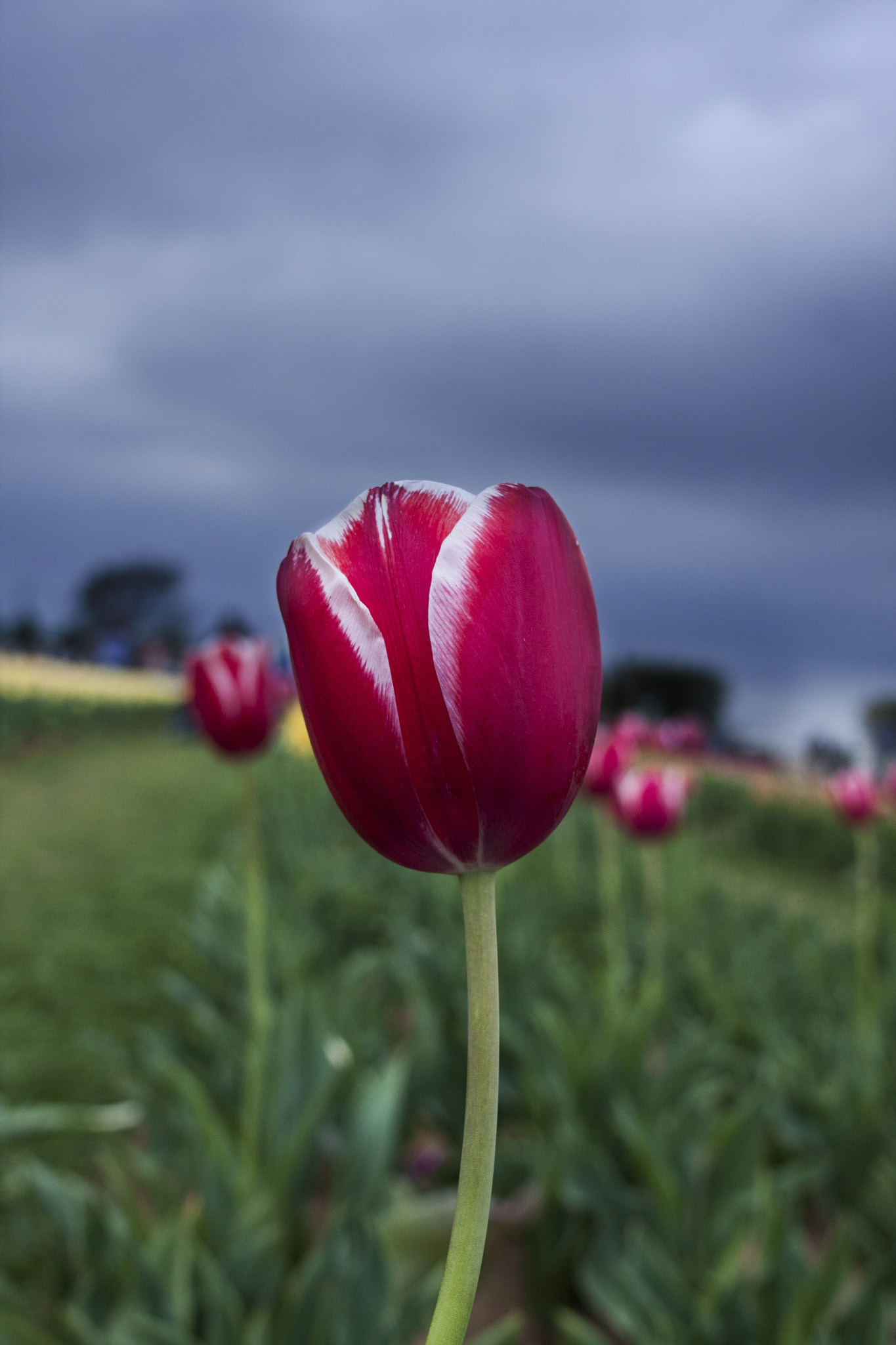 Canon EF 24mm F2.8 sample photo. Tulip photography