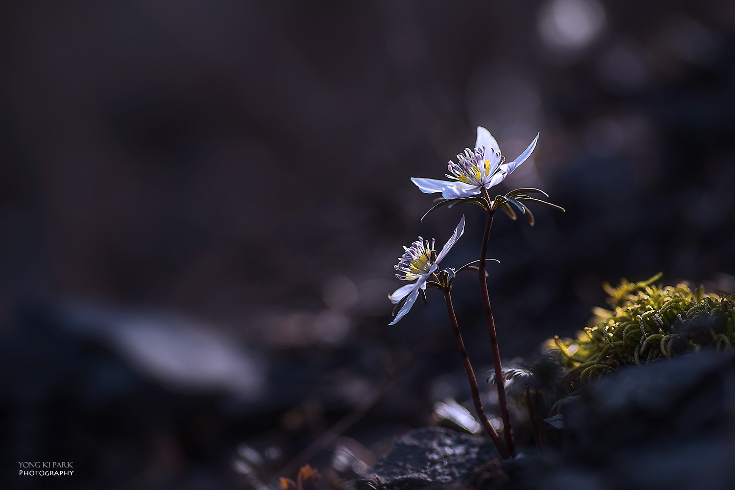 Pentax K-1 sample photo. Lovely spring wind-4 photography