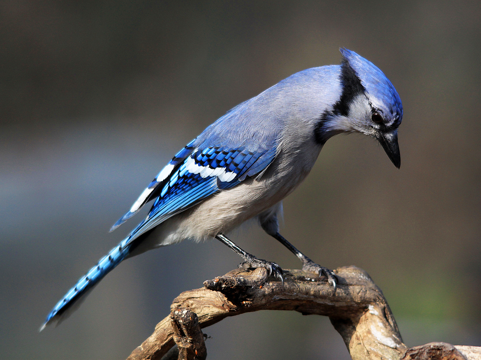 Canon EOS 500D (EOS Rebel T1i / EOS Kiss X3) sample photo. Blue jay photography