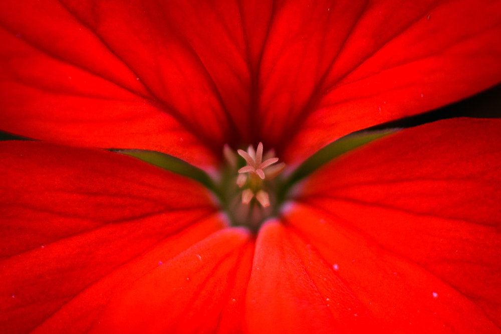 Nikon D810 + ZEISS Milvus 50mm F2 Macro sample photo. 花心 photography