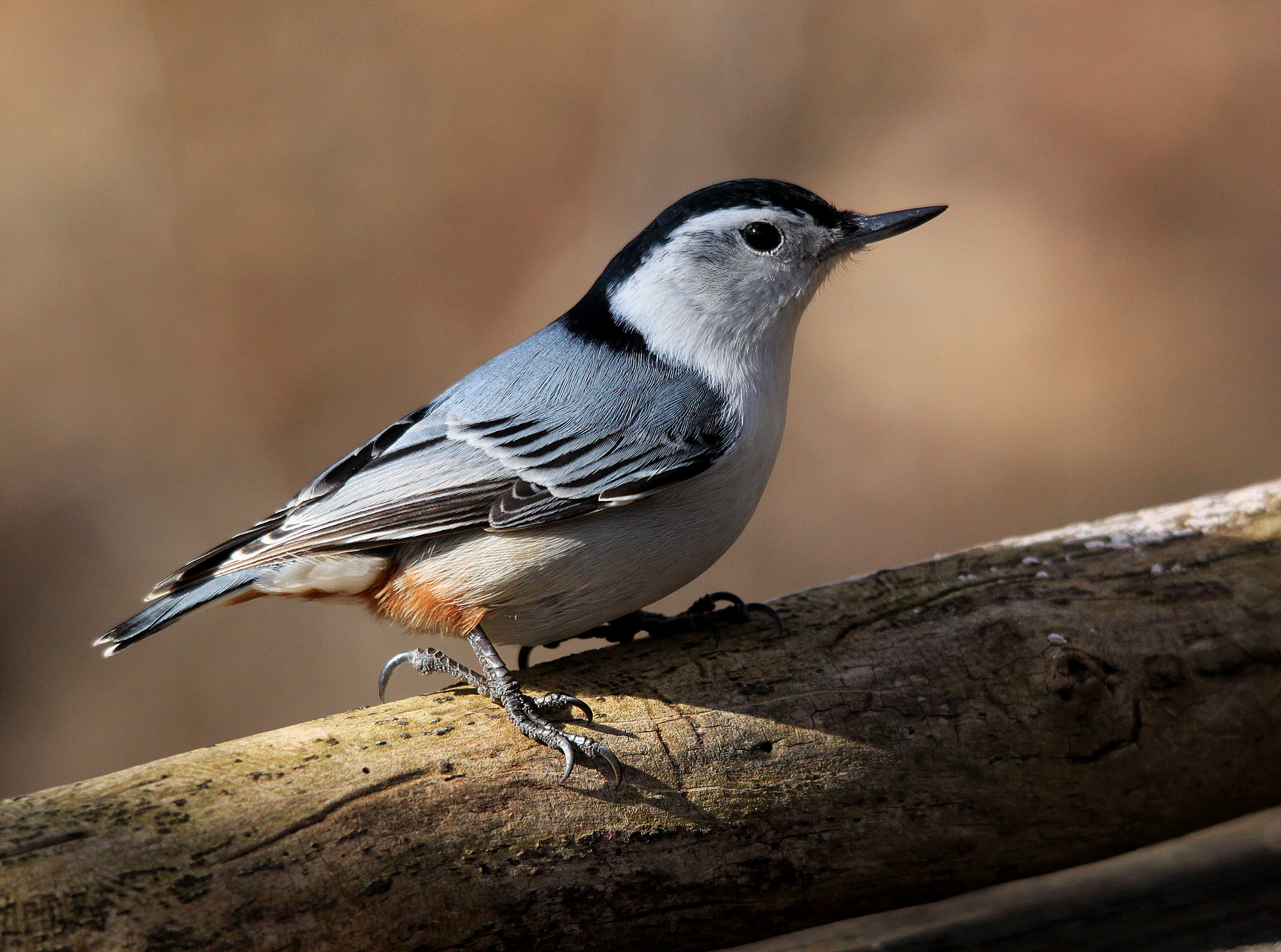 Sigma 150-500mm F5-6.3 DG OS HSM sample photo. White breasted nuthatch photography