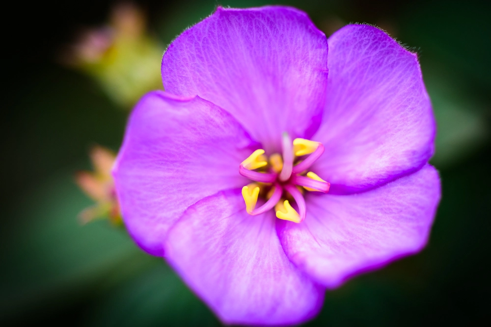 Nikon D810 + ZEISS Milvus 50mm F2 Macro sample photo. 花心 photography