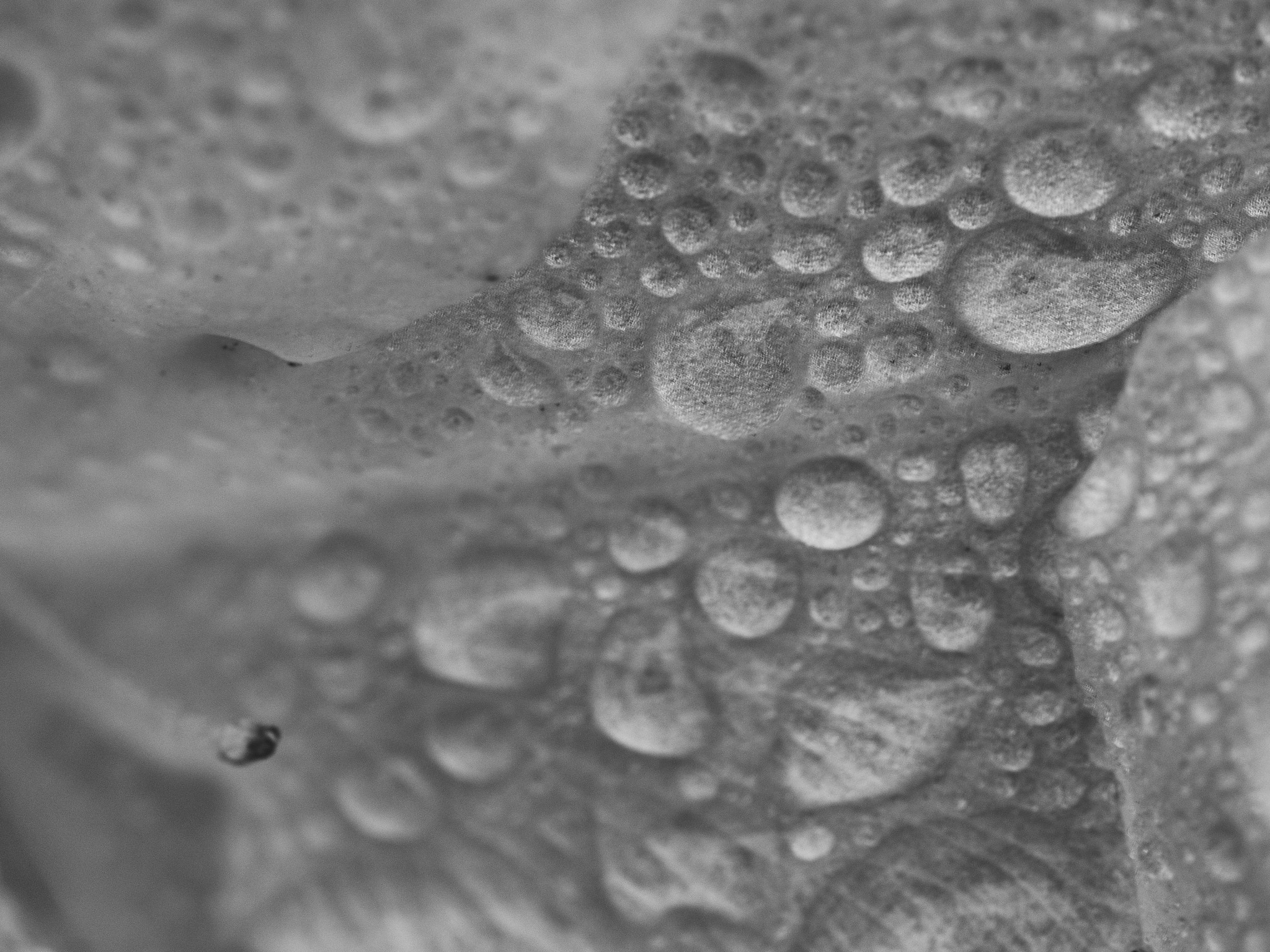Olympus M.Zuiko Digital ED 60mm F2.8 Macro sample photo. Microscopic photography