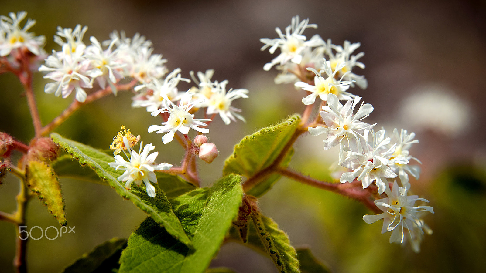 Sony E 18-200mm F3.5-6.3 OSS sample photo. Wildflowers tewantin national park photography