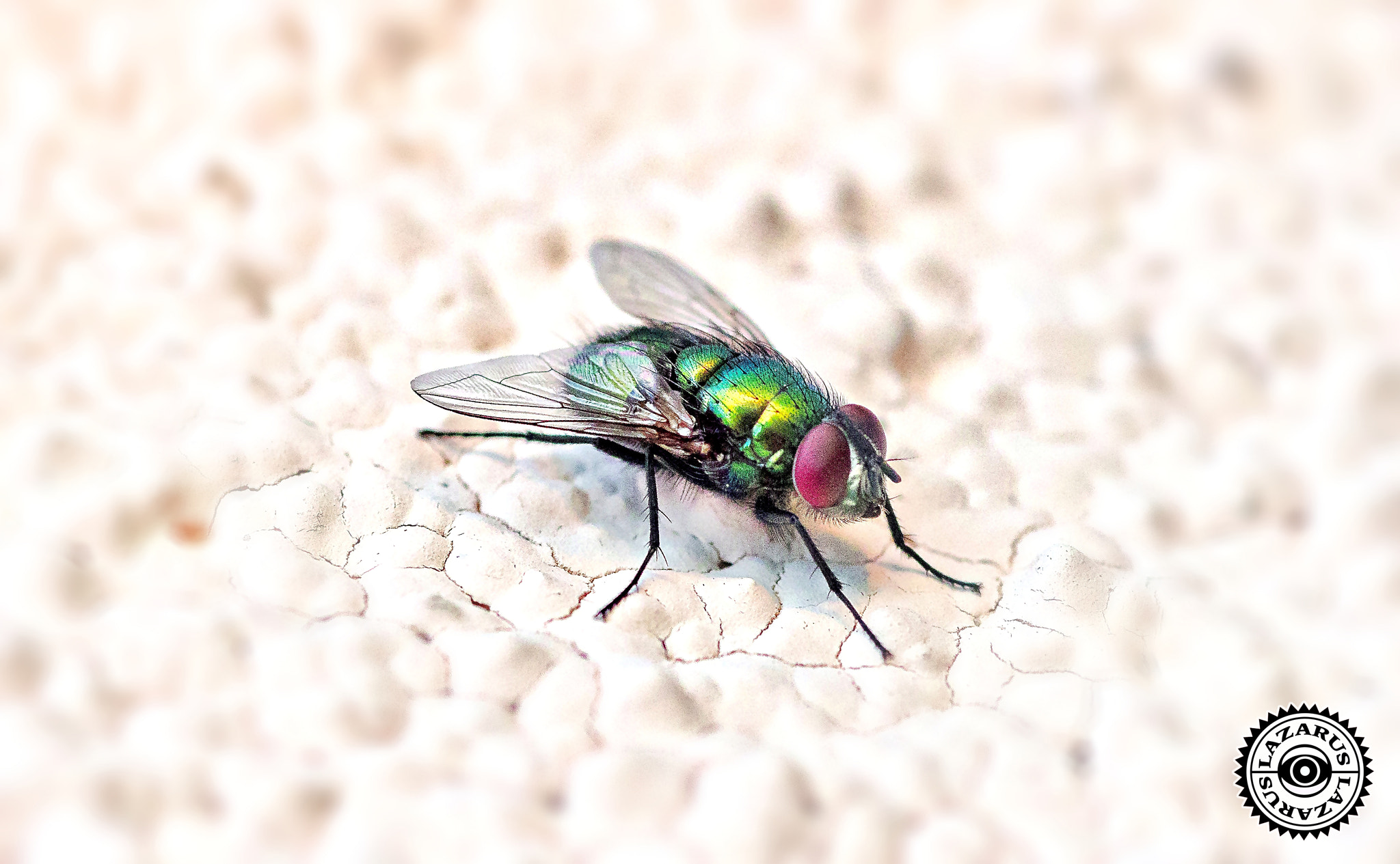Nikon D500 + Nikon AF Micro-Nikkor 60mm F2.8D sample photo. Close up of a random fly on a wall photography