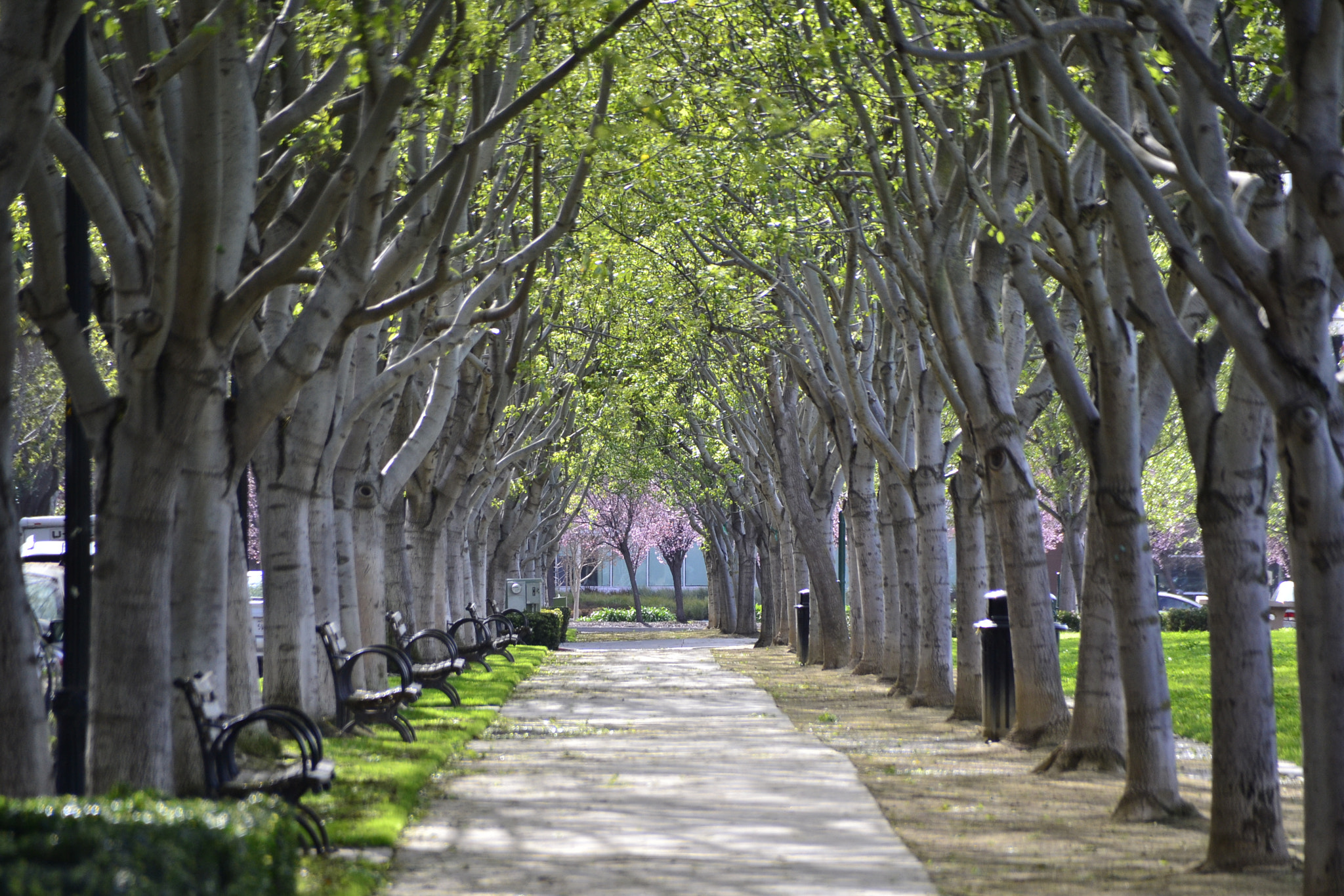 Sigma 18-250mm F3.5-6.3 DC Macro OS HSM sample photo. Beautiful walkway near home photography